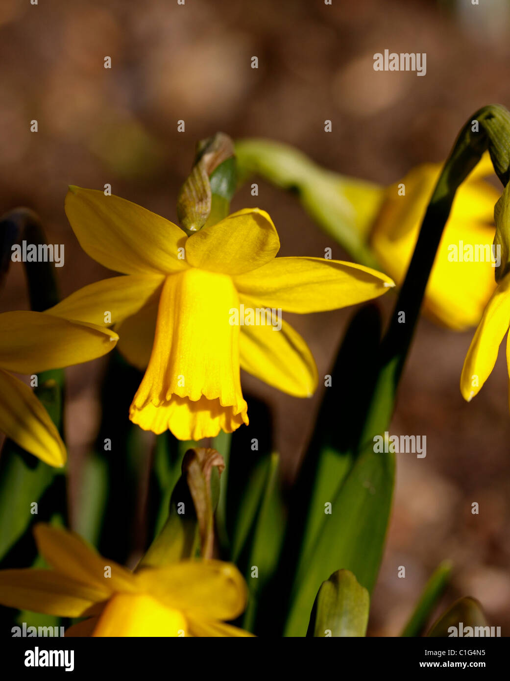NARCISSUS DAFFODIL. TETE - a - tete. Foto Stock