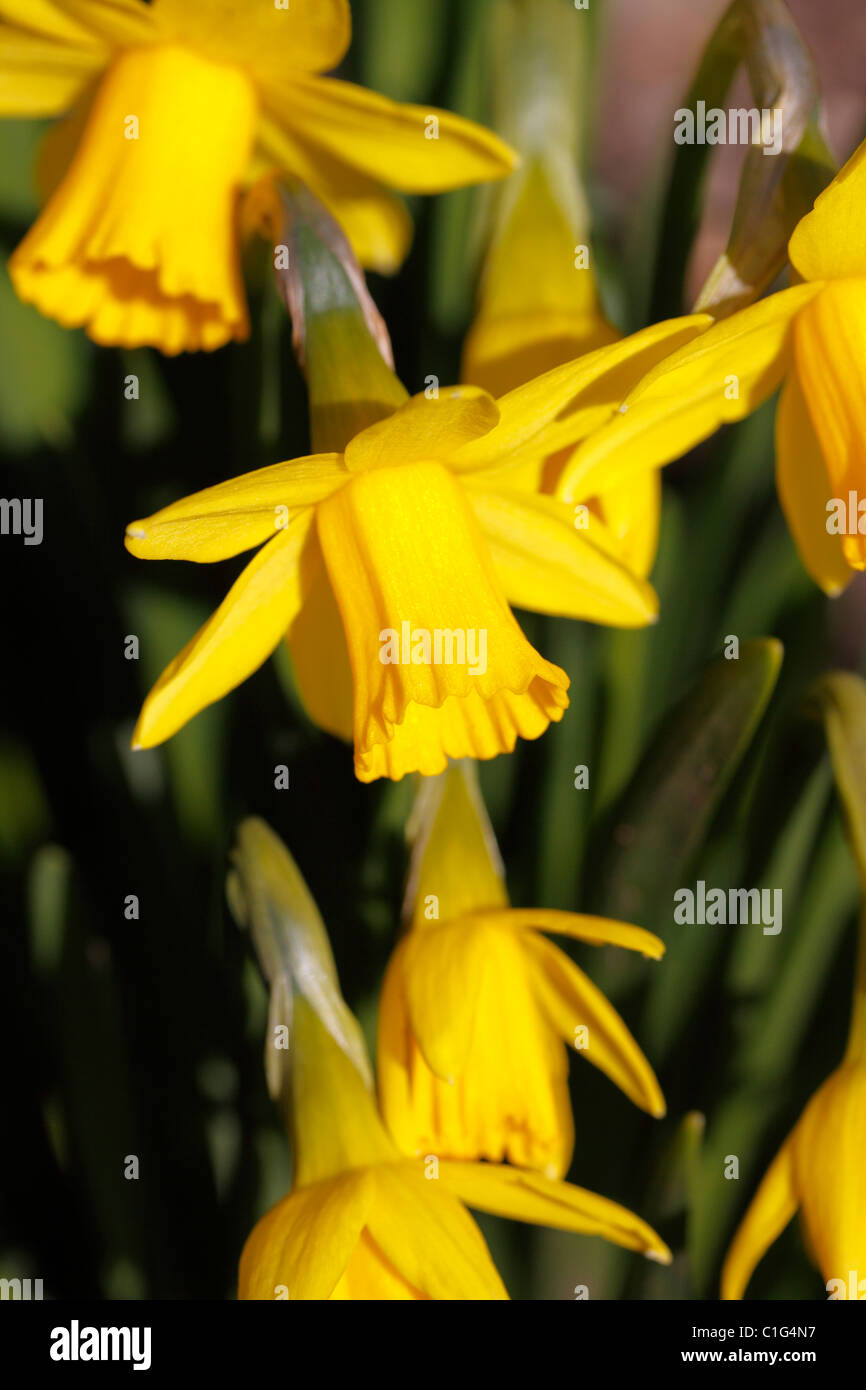 NARCISSUS DAFFODIL. TETE - a - tete. Foto Stock