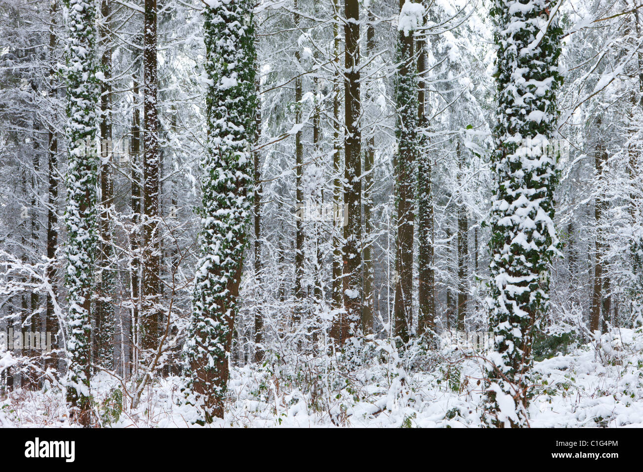 Coperta di neve in inverno scena di bosco, Vescovo Morchard, Devon, Inghilterra. Inverno (dicembre 2010). Foto Stock