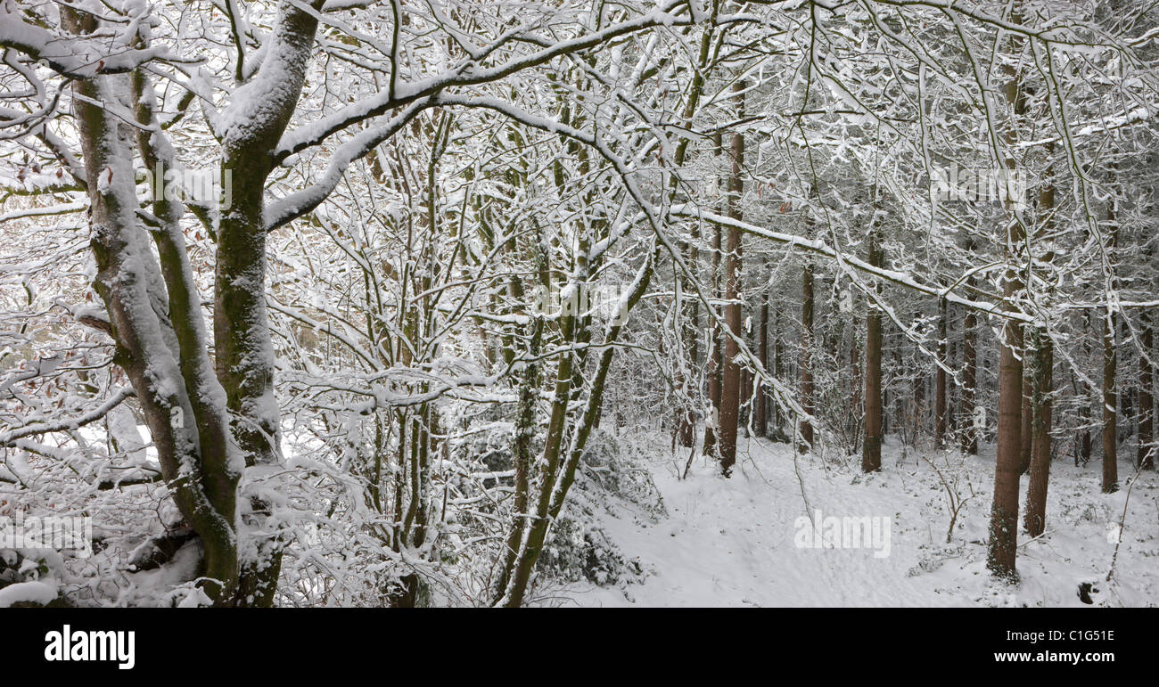 Coperte di neve scena di bosco, Vescovo Morchard, Devon, Inghilterra. Inverno (dicembre 2010). Foto Stock