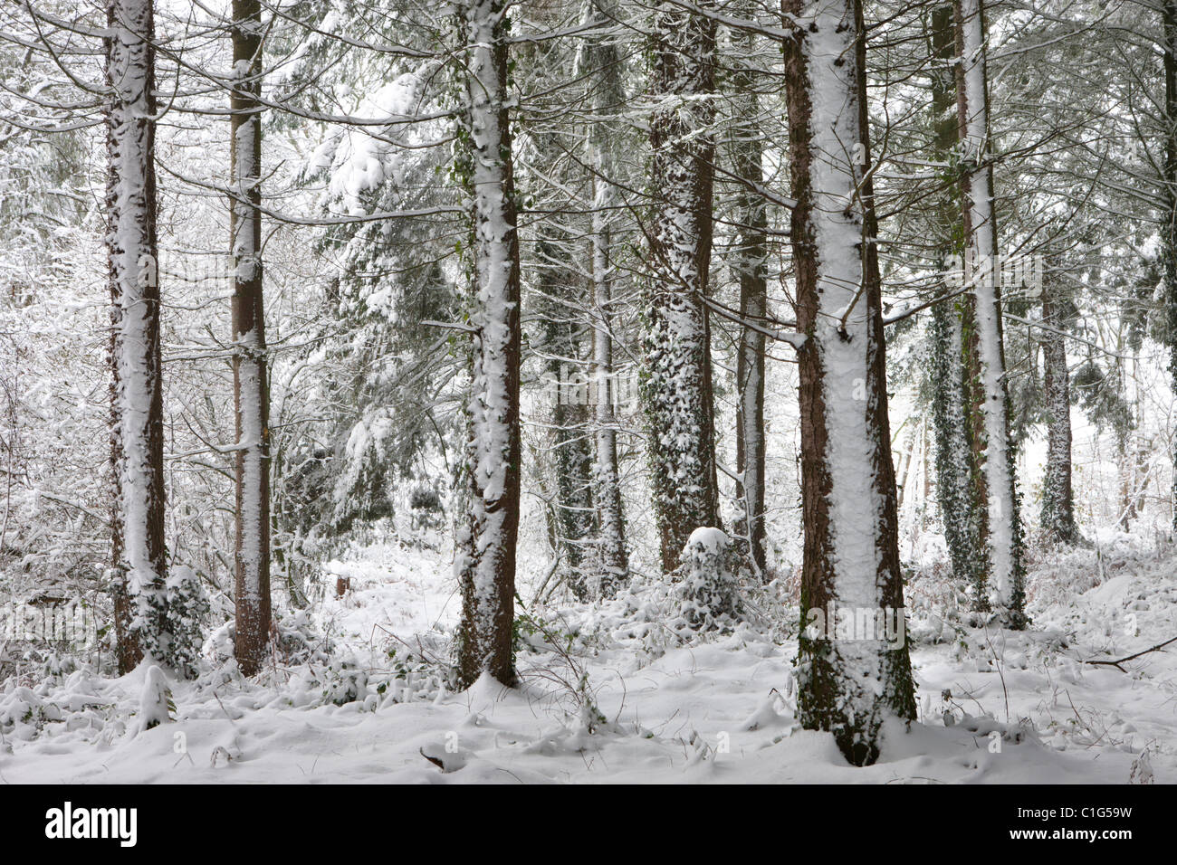 Coperta di neve in inverno scena di bosco, Vescovo Morchard, Devon, Inghilterra. Inverno (dicembre 2010). Foto Stock