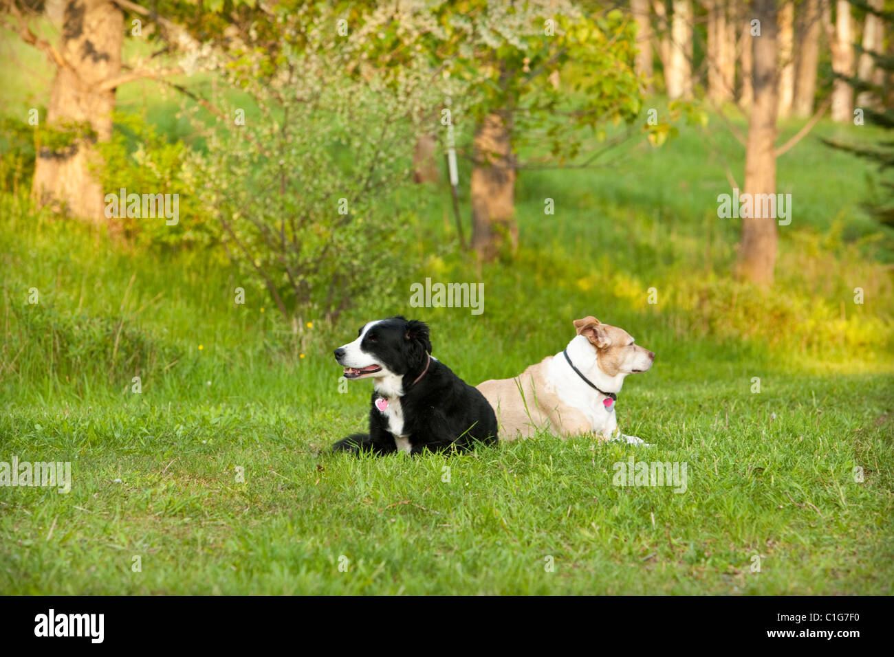 Due cani di razza mista in posa sull'erba. Foto Stock