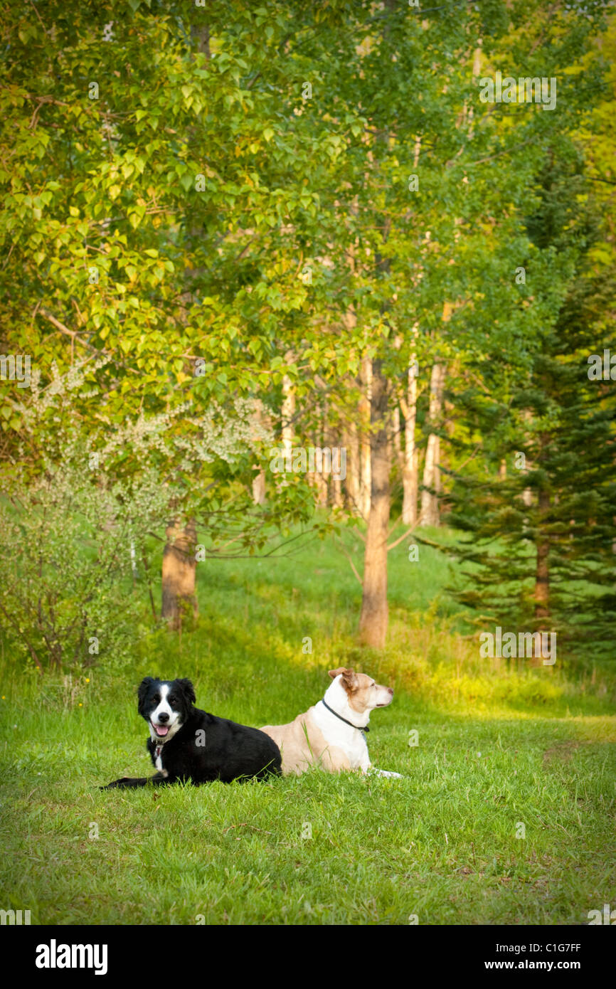 Due cani di razza mista in posa sull'erba. Foto Stock