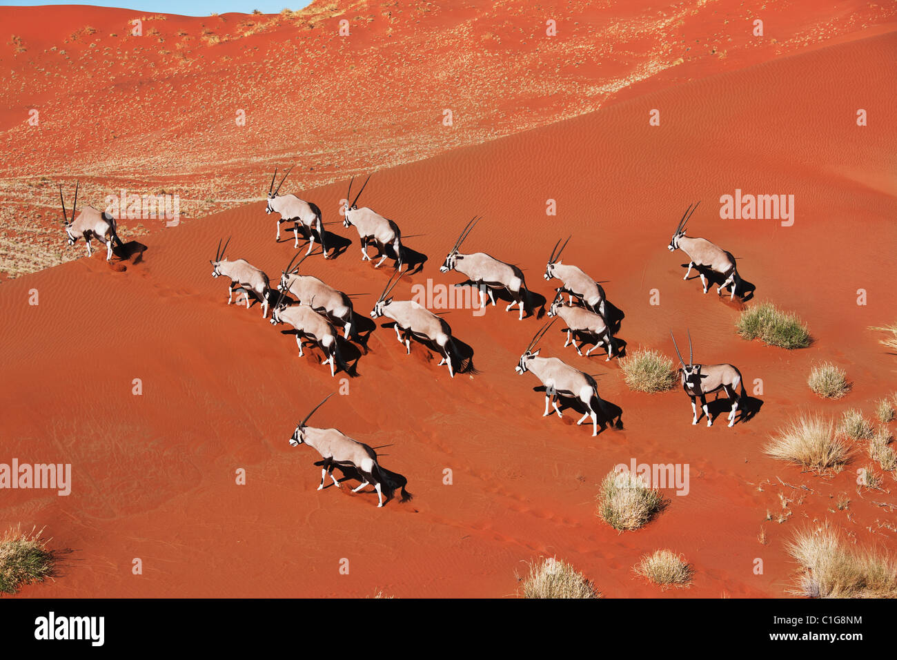 Gemsbok (Oryx gazella) nel deserto tipico habitat. Dist. sud-ovest e nord Africa Orientale. NamibRand Riserva Naturale, Namibia Foto Stock
