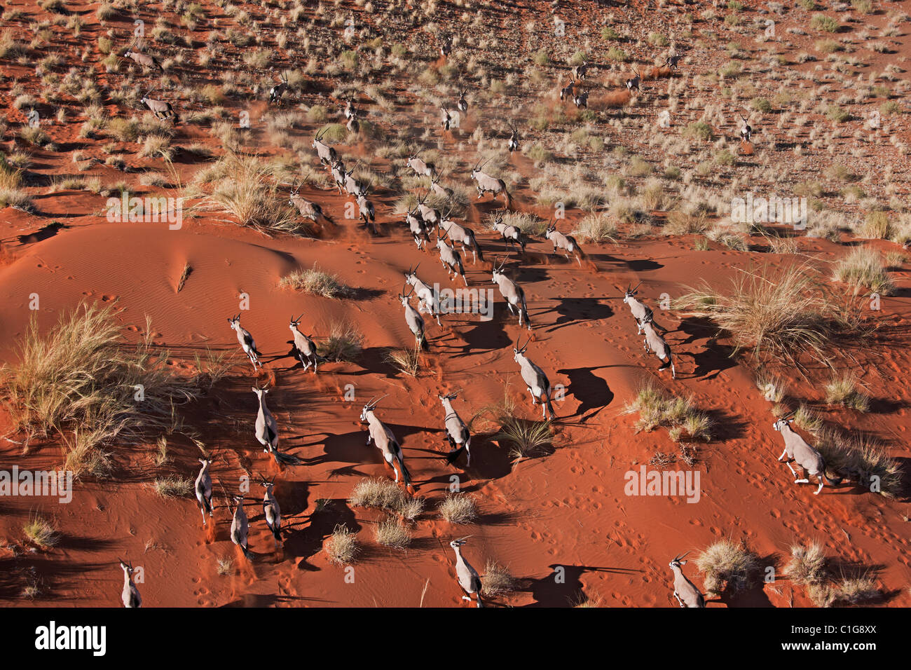 Gemsbok (Oryx gazella) In tipico habitat Deserto Deserto Namibiano Foto Stock