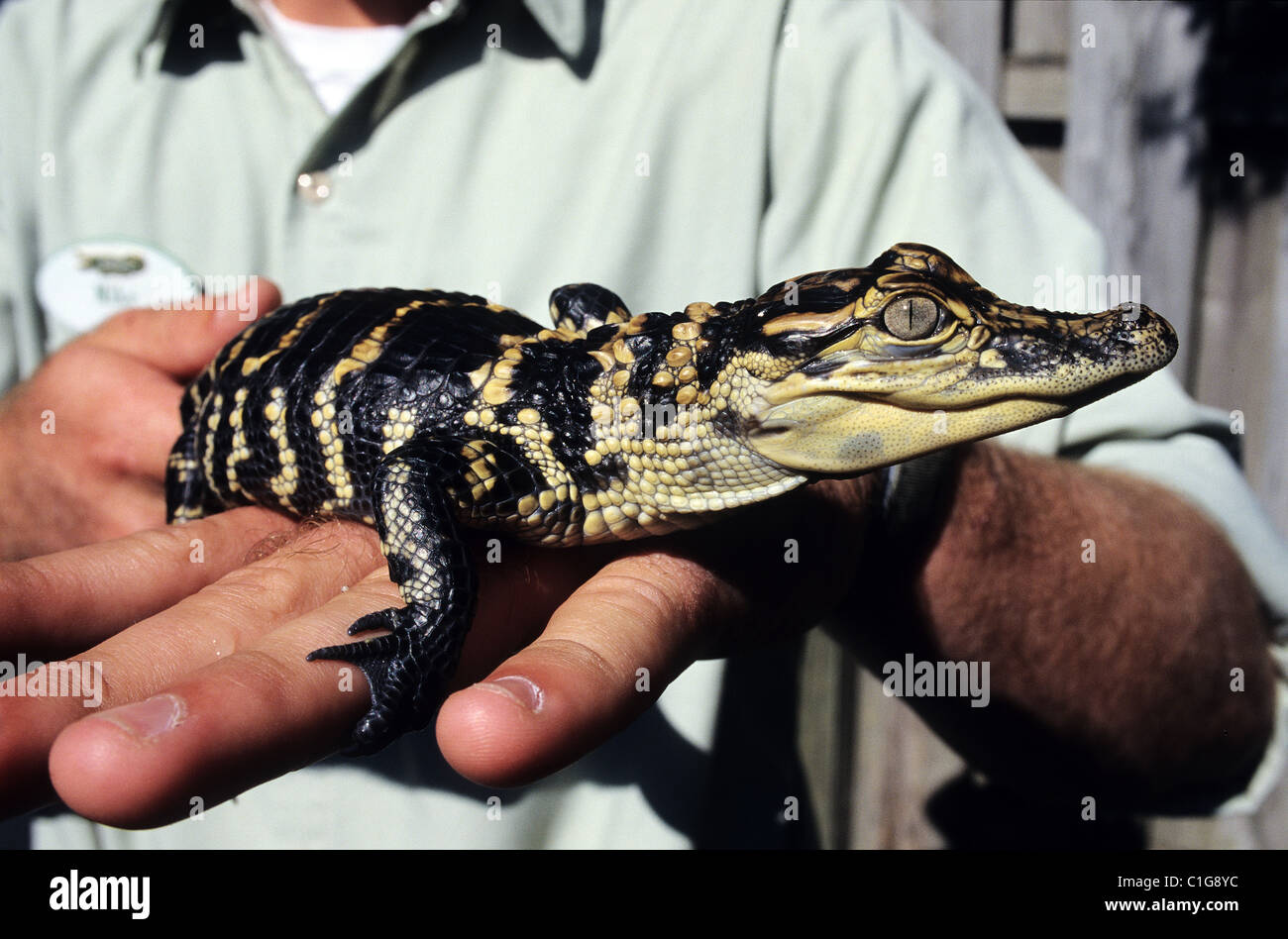 Stati Uniti, Florida, un bambino gator in Gatorland Foto Stock