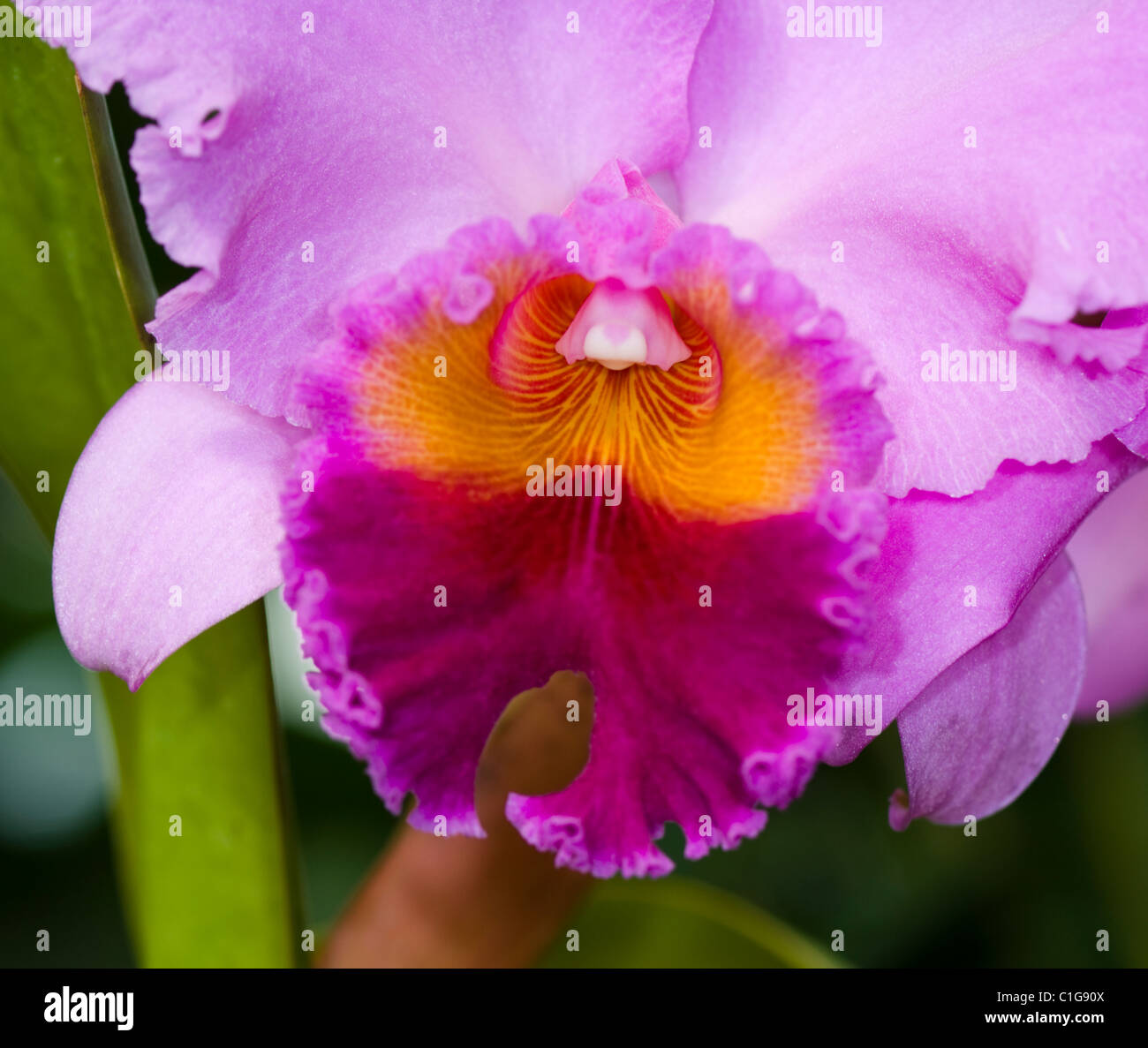 Ibridi Epidendrum Orchid Foto Stock