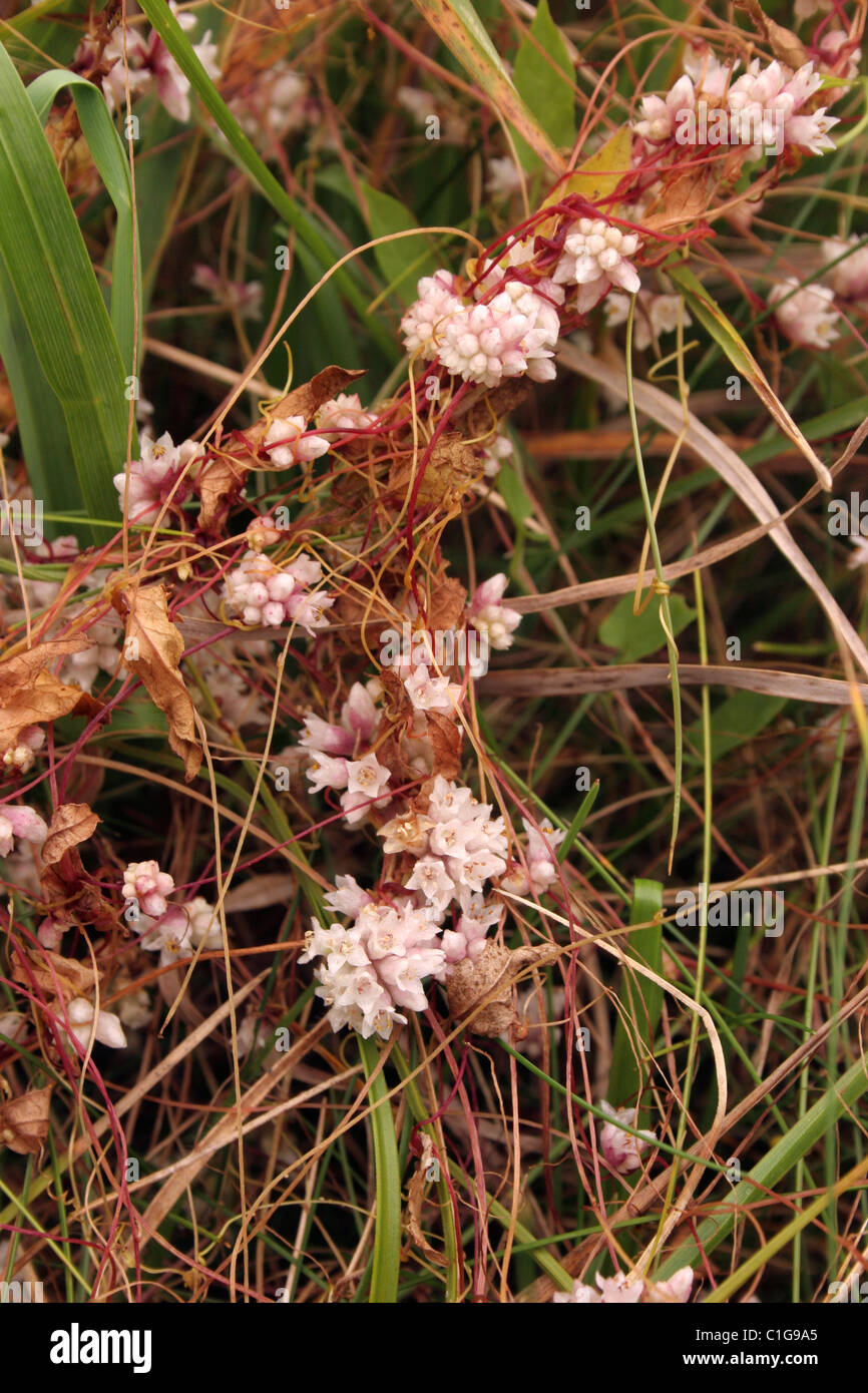 Tremava (Cuscuta epithymum : Cuscutaceae), UK. Foto Stock