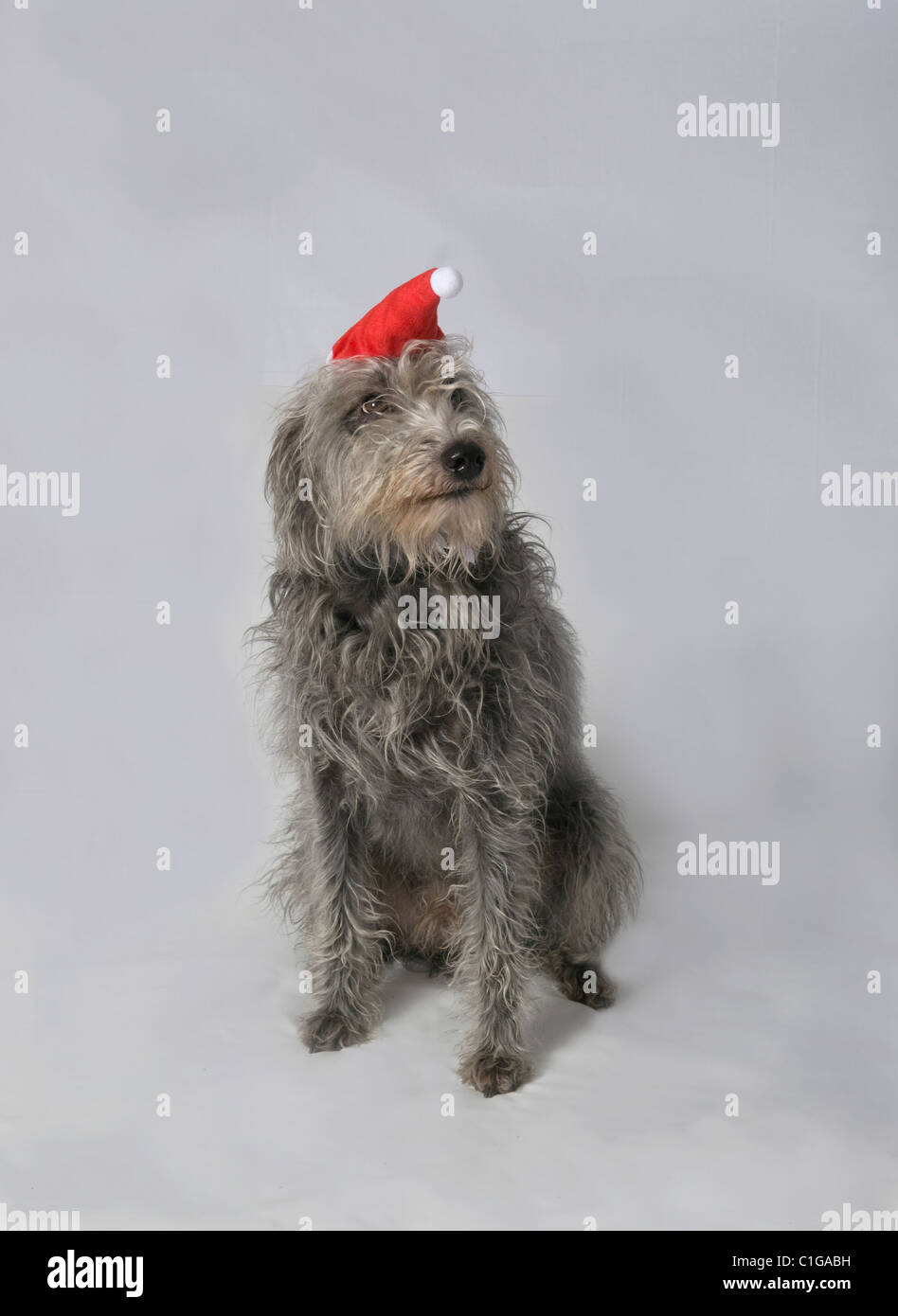 Lurcher Bedlington croce con cappello di Natale Foto Stock