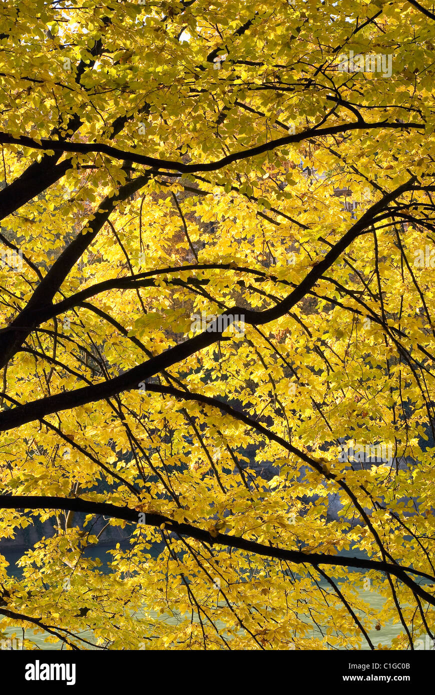 Vista autunnale di foglie colorate e la luce diretta del sole Foto Stock