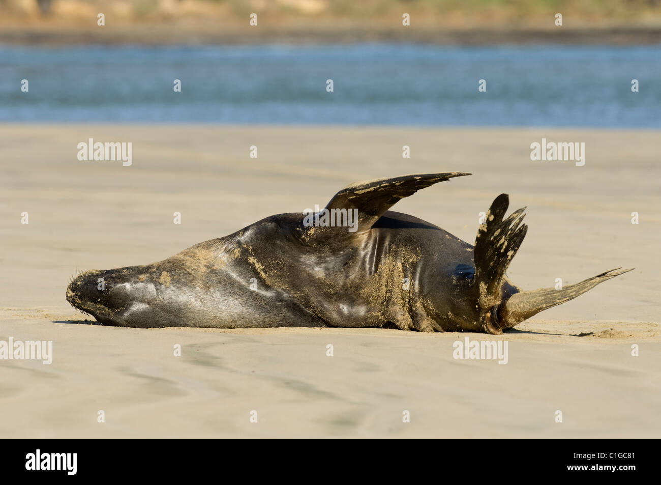 Hooker maschio o leone di mare della Nuova Zelanda (Phocarctos hookeri) Surat Bay, The Catlins, Nuova Zelanda. Foto Stock