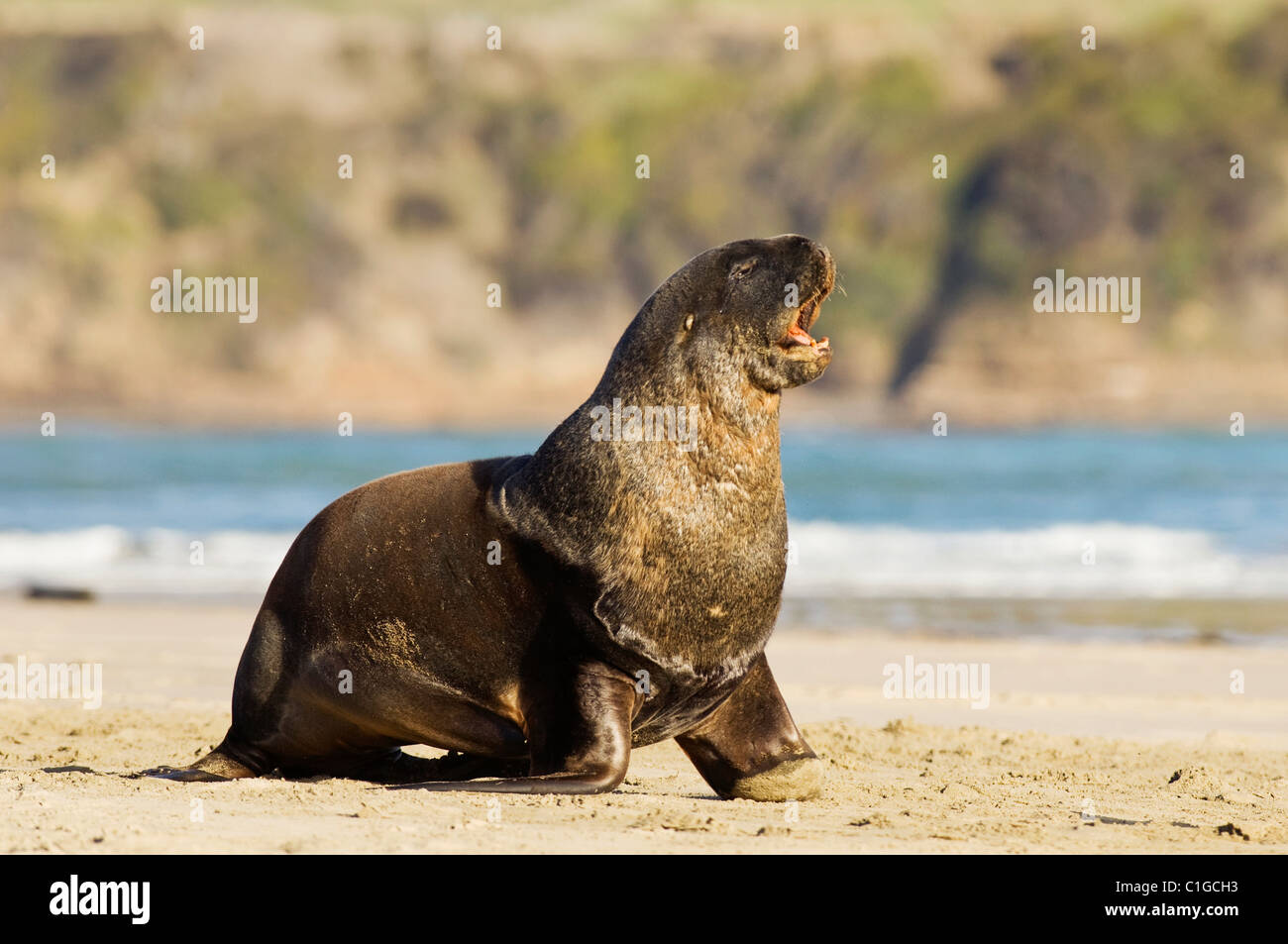 Hooker maschio o leone di mare della Nuova Zelanda (Phocarctos hookeri) Surat Bay, The Catlins, Nuova Zelanda. Foto Stock