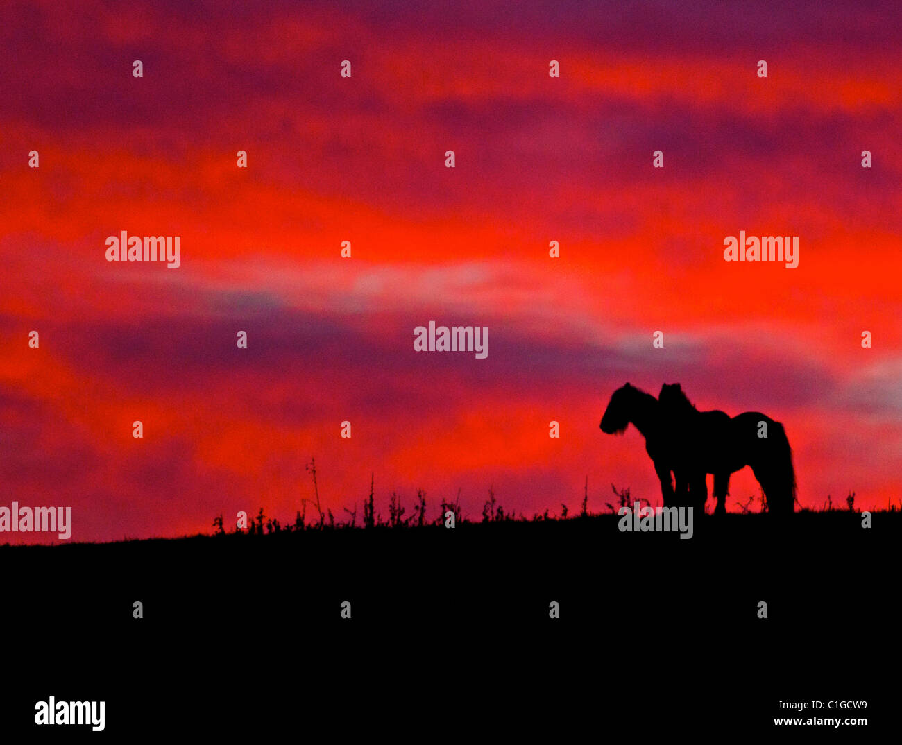 Cavalli stagliano sullo skyline contro un rosso tramonto Cielo Foto Stock