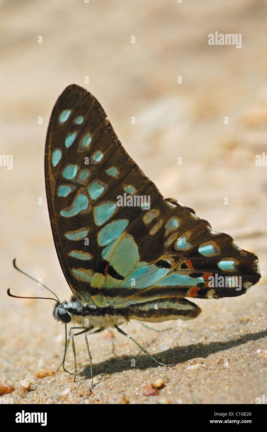 Comune di Jay butterfly (Graphium doson) alimentazione di sali minerali in un torrente asciutto letto nell ovest della Thailandia. Foto Stock