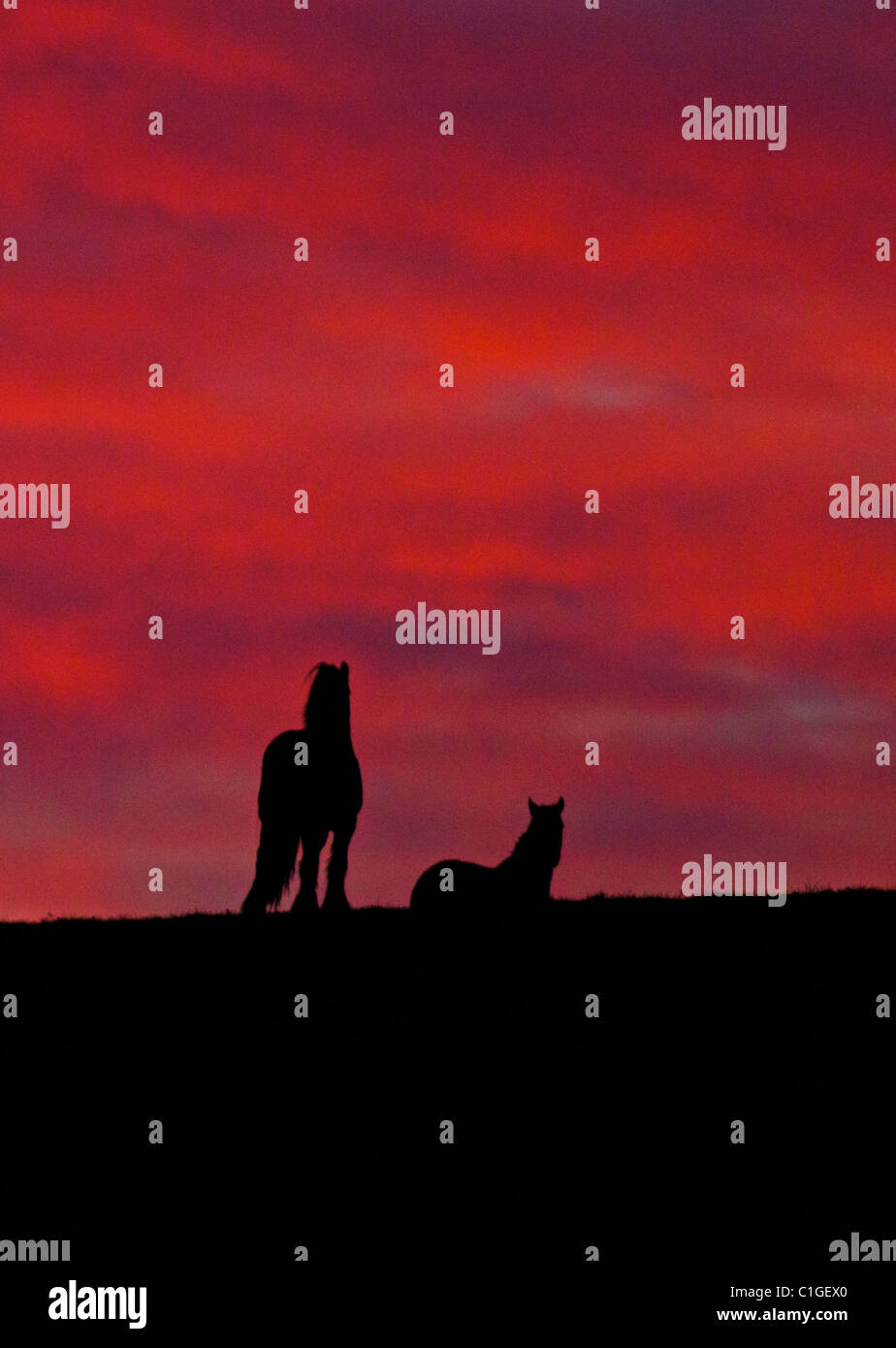 Cavalli stagliano sullo skyline contro un rosso tramonto Cielo Foto Stock