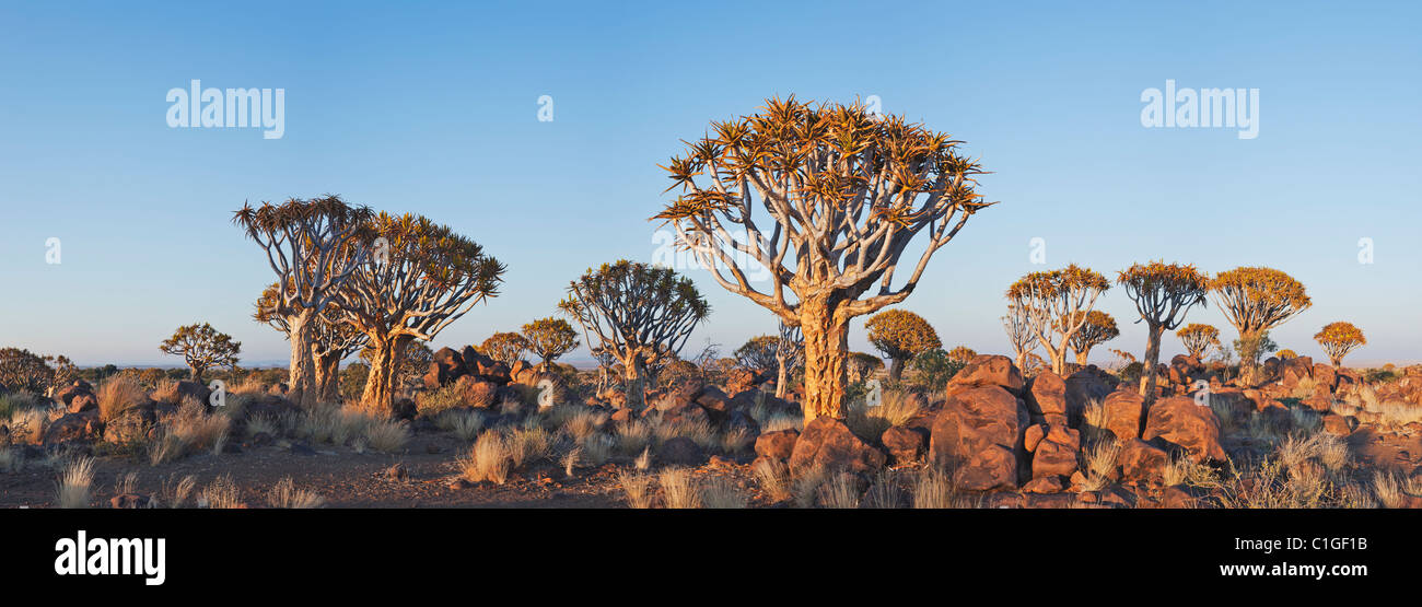 Faretra tree(Aloe dichotoma) nel sole di setting Foto Stock