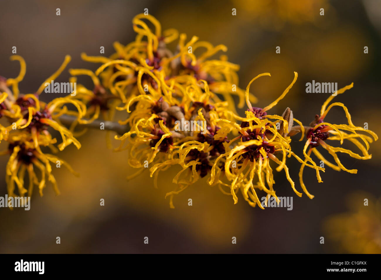 Amamelide Hamamelis, Mollis, Nymans Foto Stock