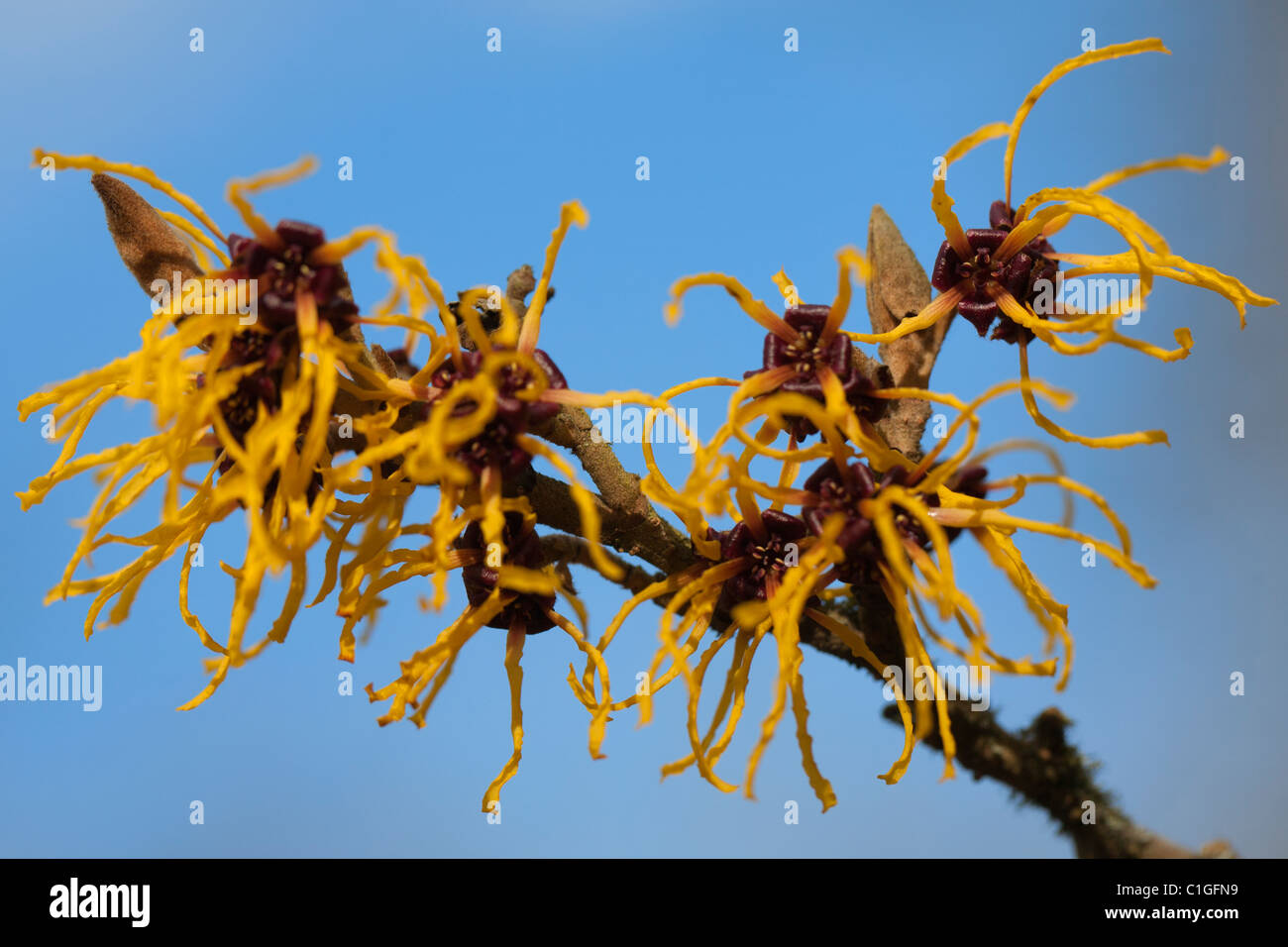 Amamelide Hamamelis, Mollis, Nymans Foto Stock