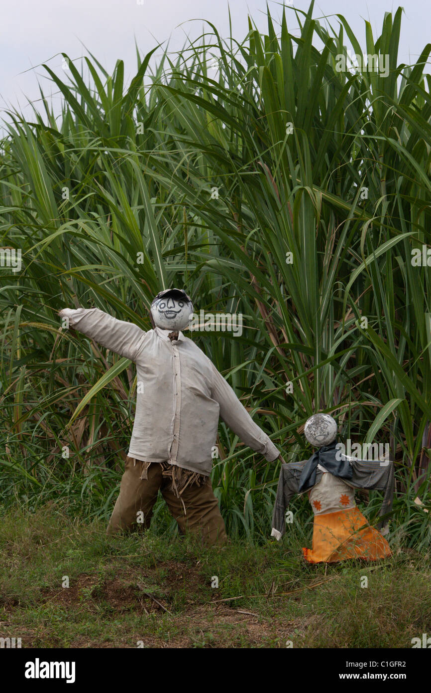 Spaventare crow campi di riso in India la canna da zucchero agricoltura Agricoltura Foto Stock