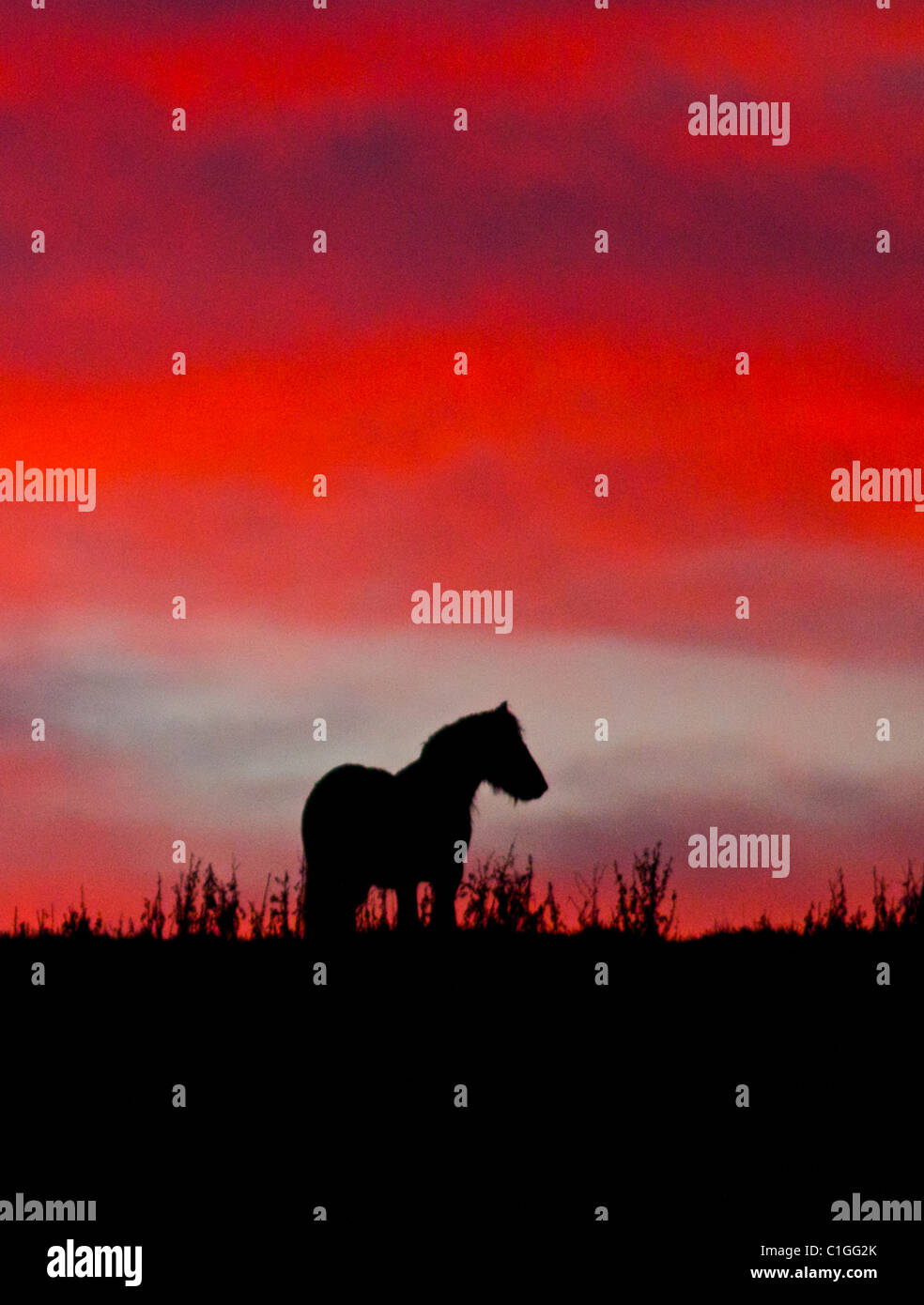 Silhouette di cavallo sulla skyline contro un rosso tramonto Cielo Foto Stock