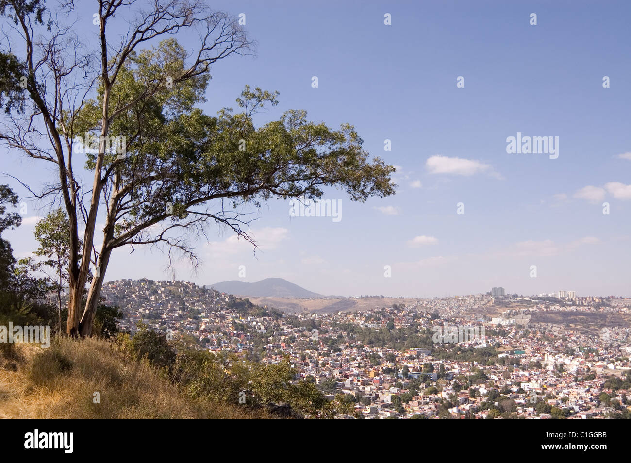 Eucalyptus globulus albero su di una collina a Città del Messico Foto Stock