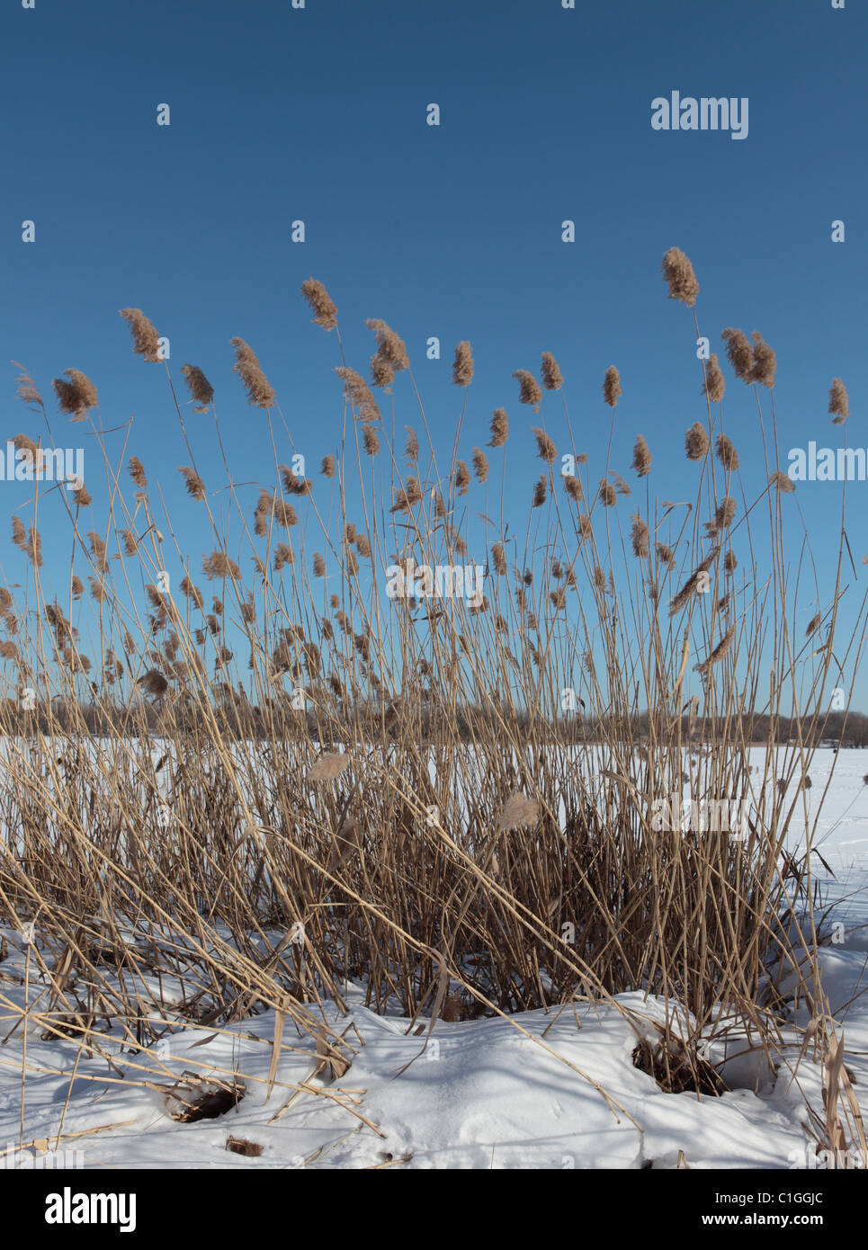 Un cavalletto di congelati cattails contro un cielo blu chiaro Foto Stock