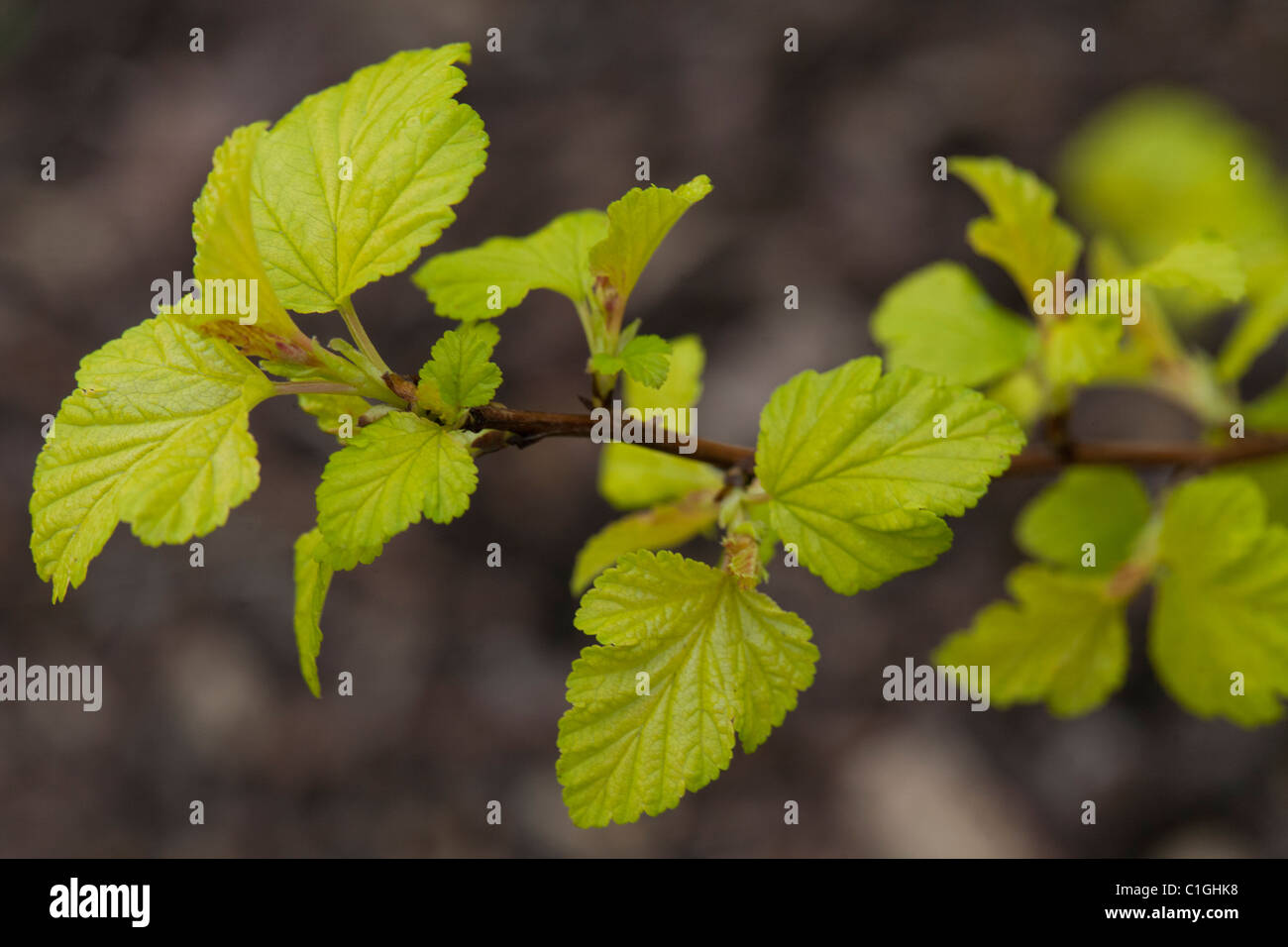 "Arts Gold' Physocarpus apulifolius Foto Stock