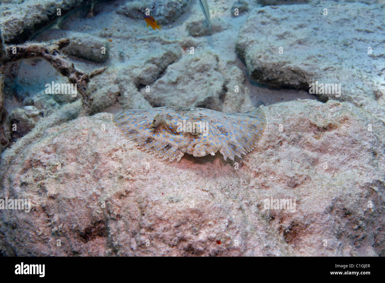 Peacock Passera pianuzza (Bothus lunatus) Foto Stock