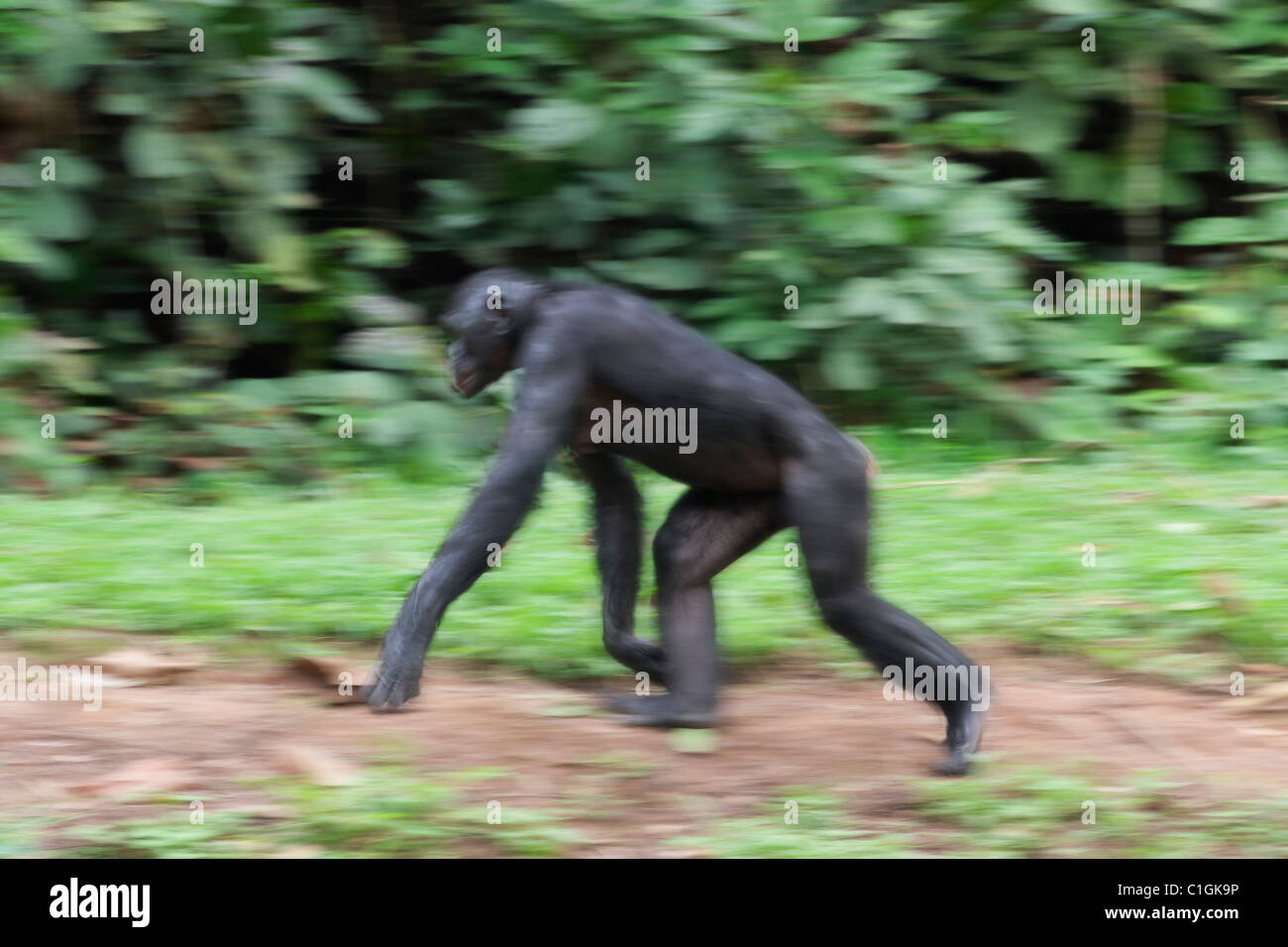 Adulto Bonobo scimpanzé di camminare al Santuario Lola Ya Bonobo, Repubblica Democratica del Congo Foto Stock