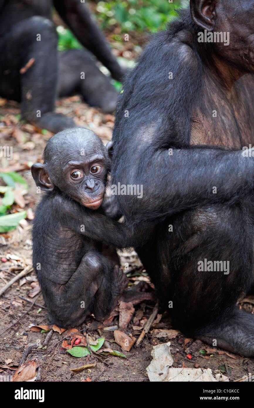 Adulto e bambino scimpanzé Bonobo presso il Santuario Lola Ya Bonobo, Repubblica Democratica del Congo Foto Stock
