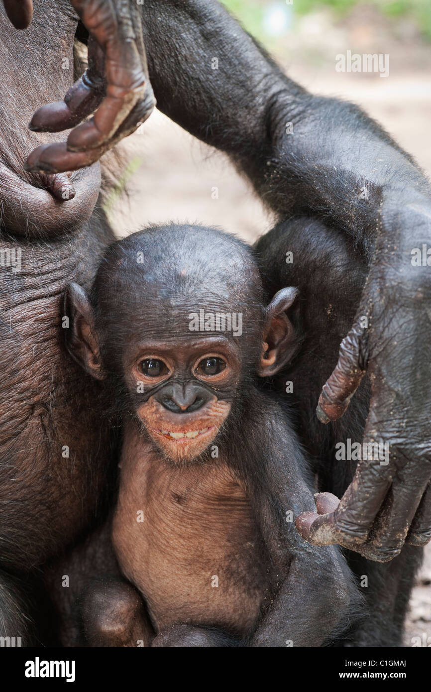La madre e il bambino Bonobo scimpanzé al Santuario Lola Ya Bonobo, Repubblica Democratica del Congo Foto Stock