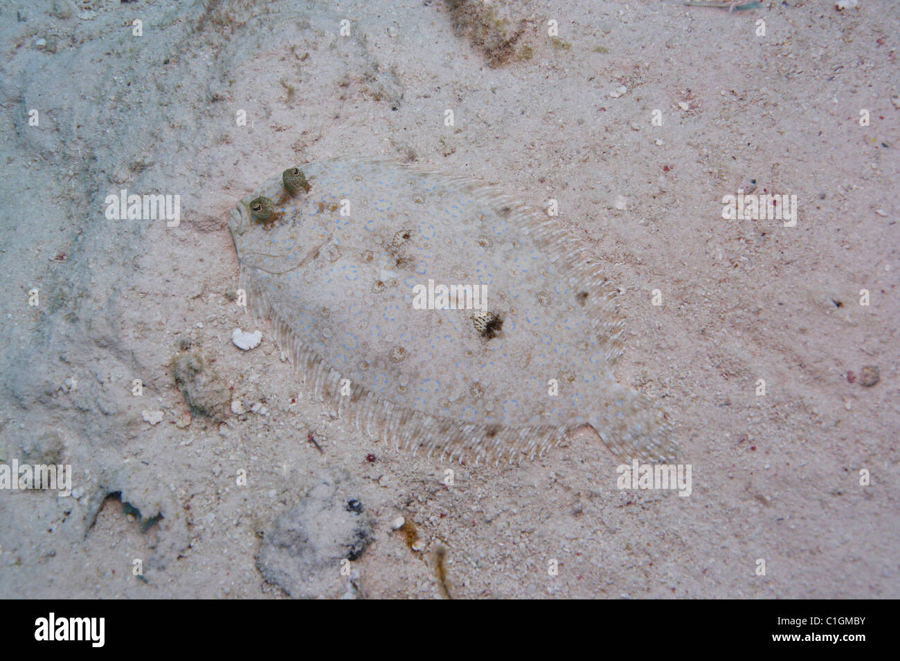 Peacock Passera pianuzza (Bothus lunatus) Foto Stock