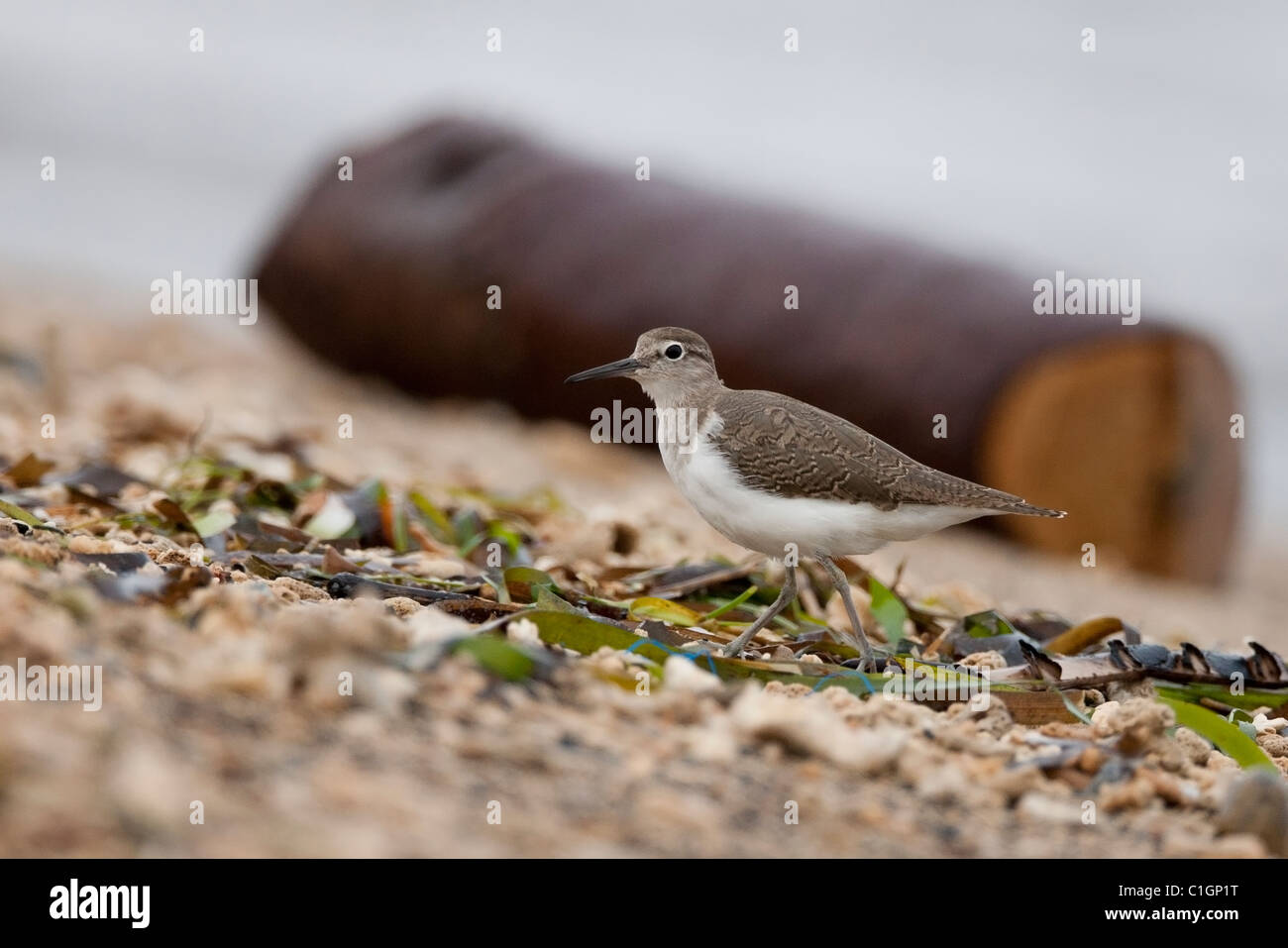 Sandpiper comune (Actitis hypoleucos), i capretti. Foto Stock