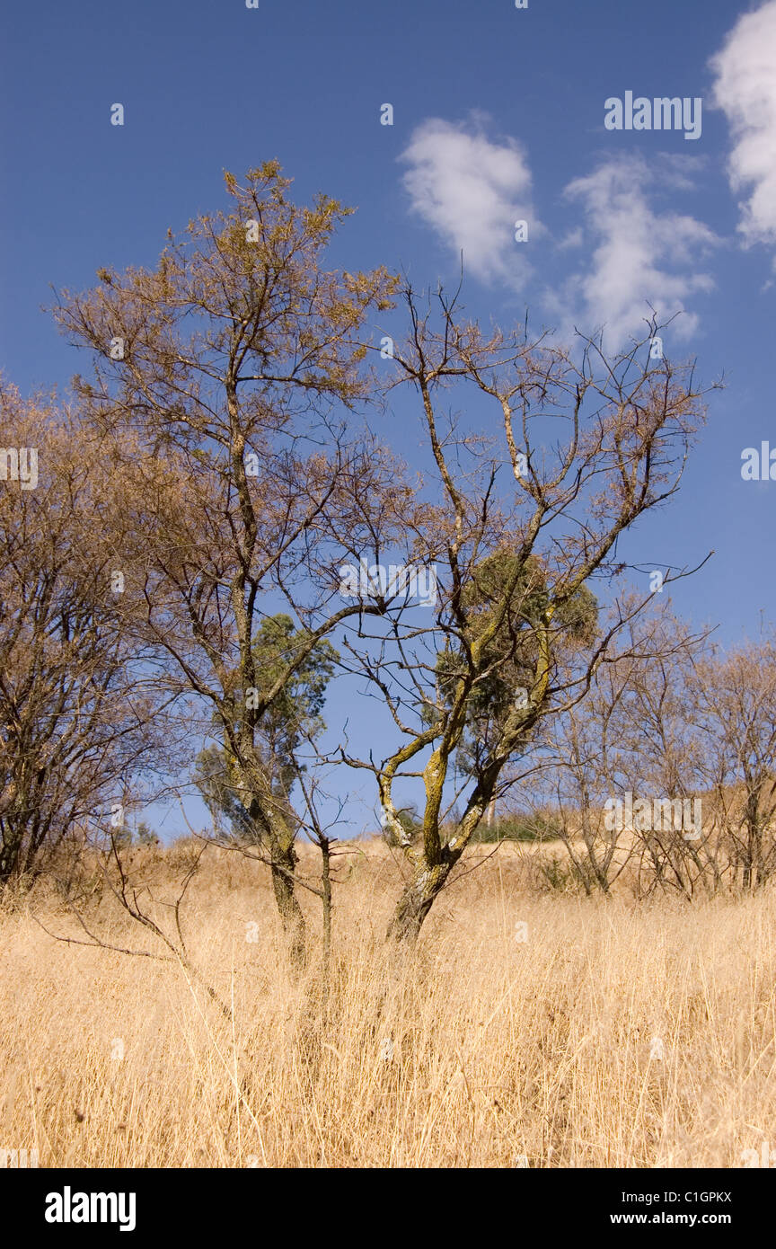 Albero coperto con un lichene che cresce in una regione semi-arida del Messico centrale durante il periodo invernale Foto Stock