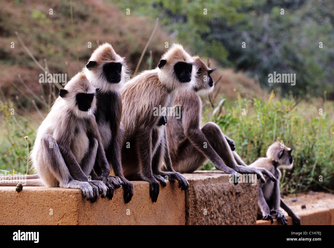 Sri Lanka, scimmie langur Foto Stock