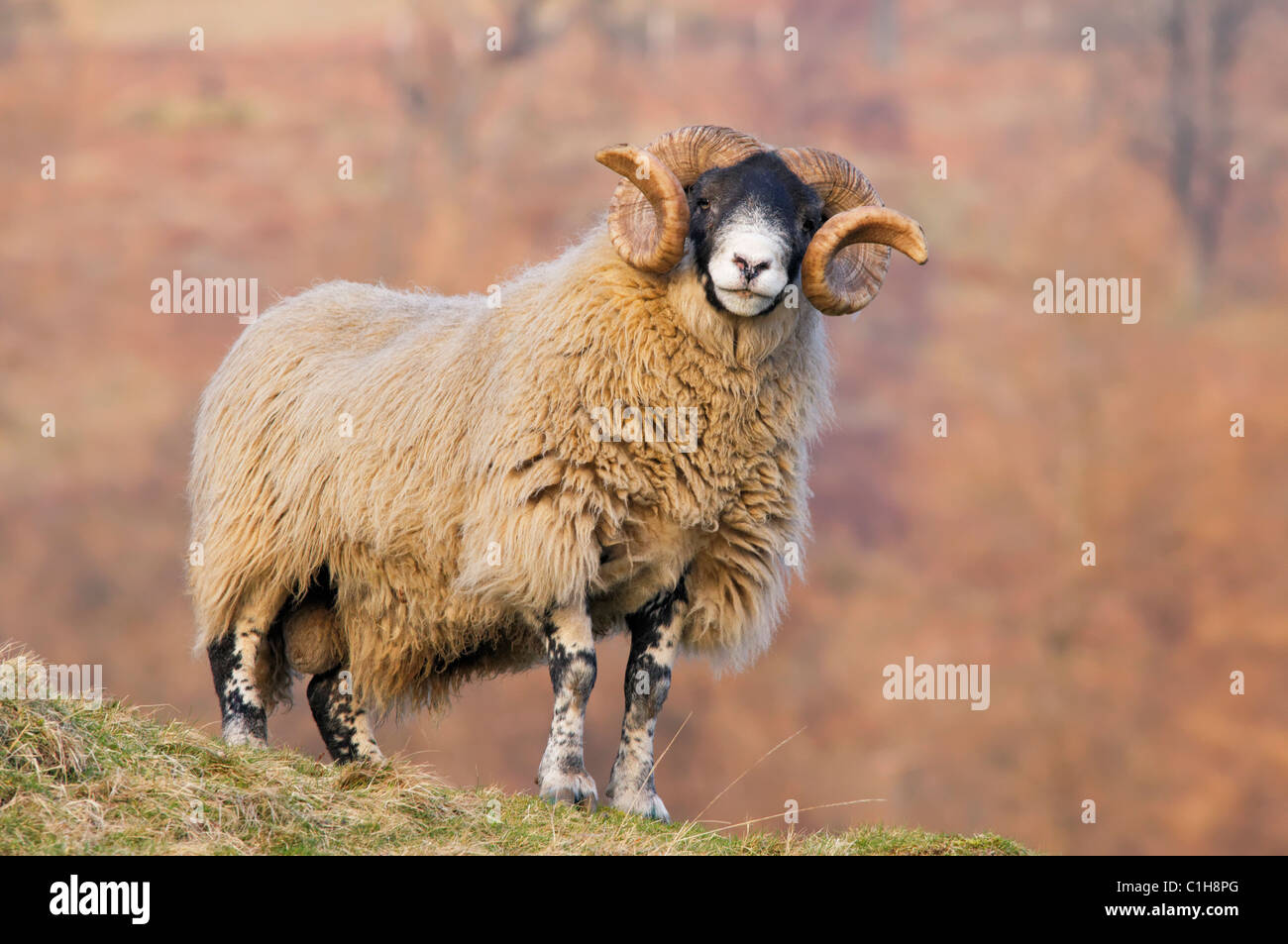 Un Blackface Ram. Ochils, Clackmannanshire, Scotland, Regno Unito Foto Stock