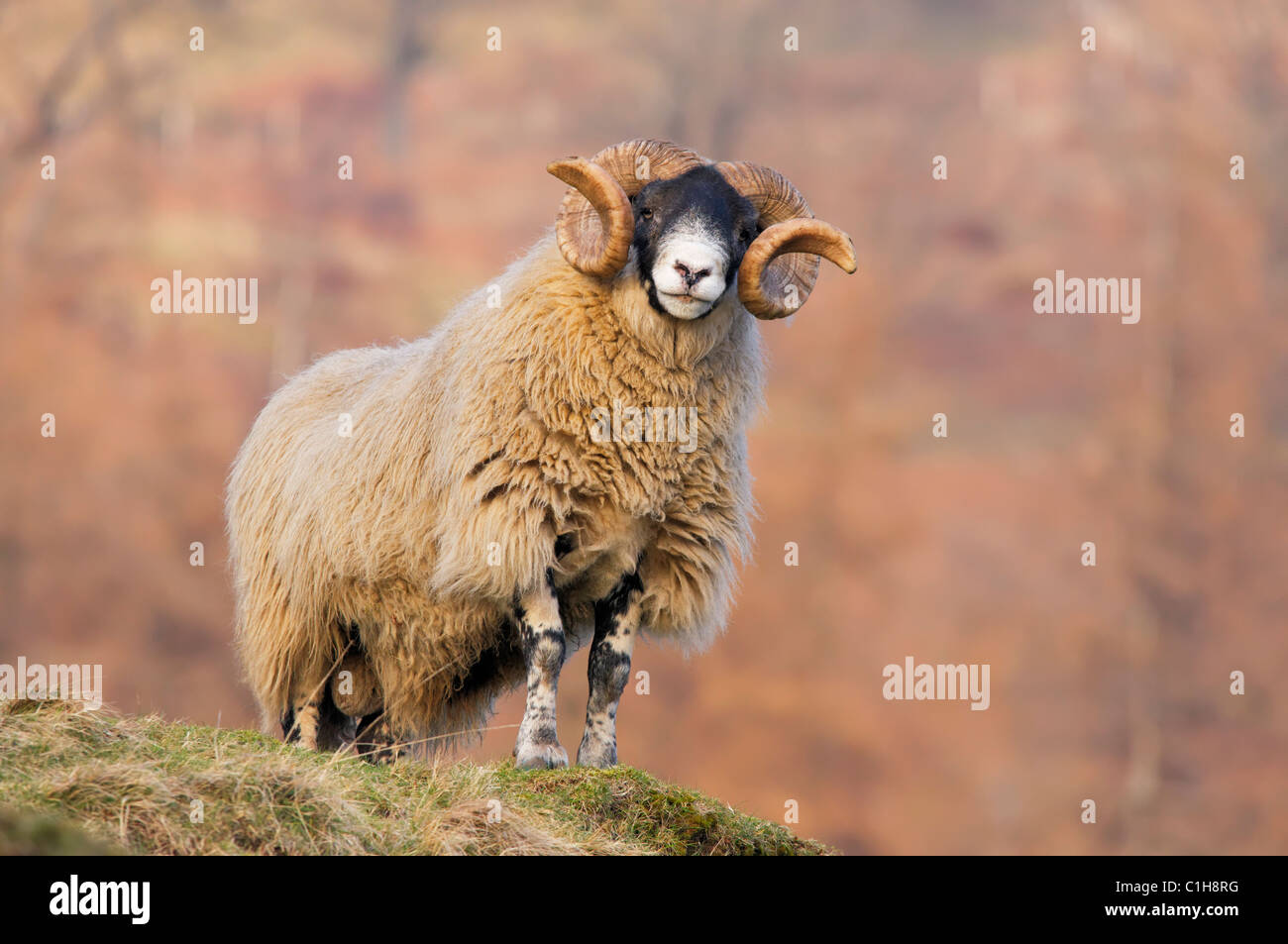 Un Blackface Ram. Ochils, Clackmannanshire, Scotland, Regno Unito Foto Stock
