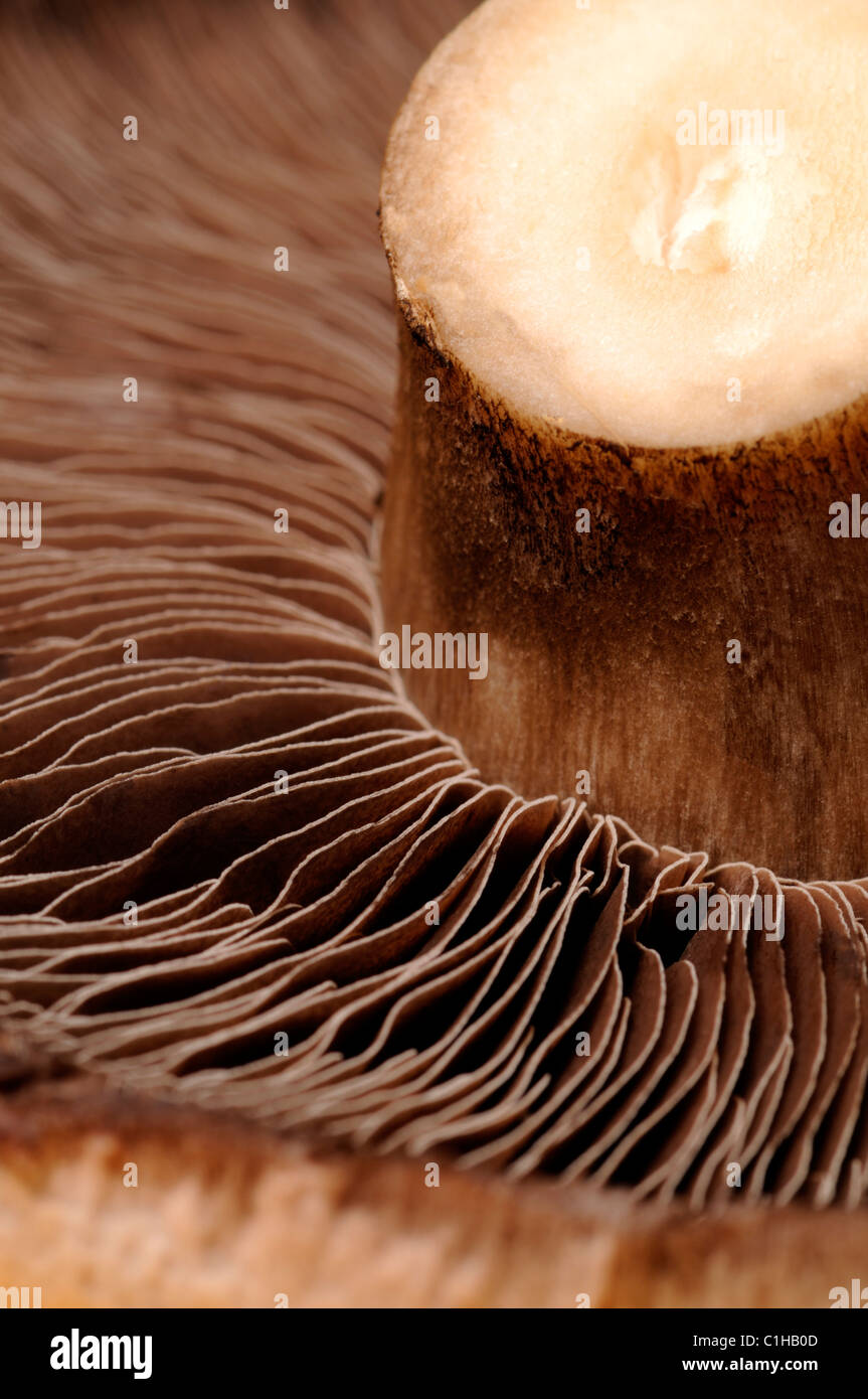 Campo grande fungo - parte inferiore mostra spore Foto Stock