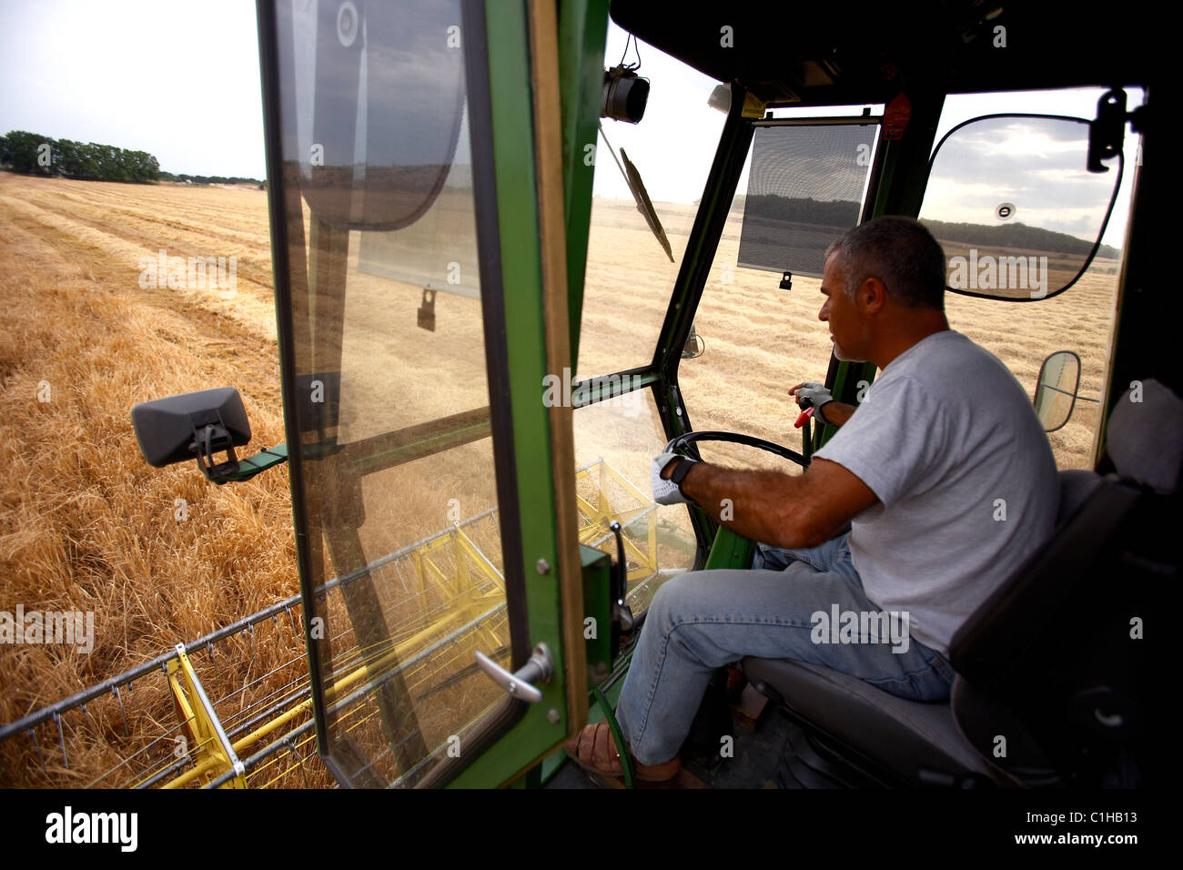 Agricoltore in una cabina di una mietitrebbia su campo di grano Foto Stock