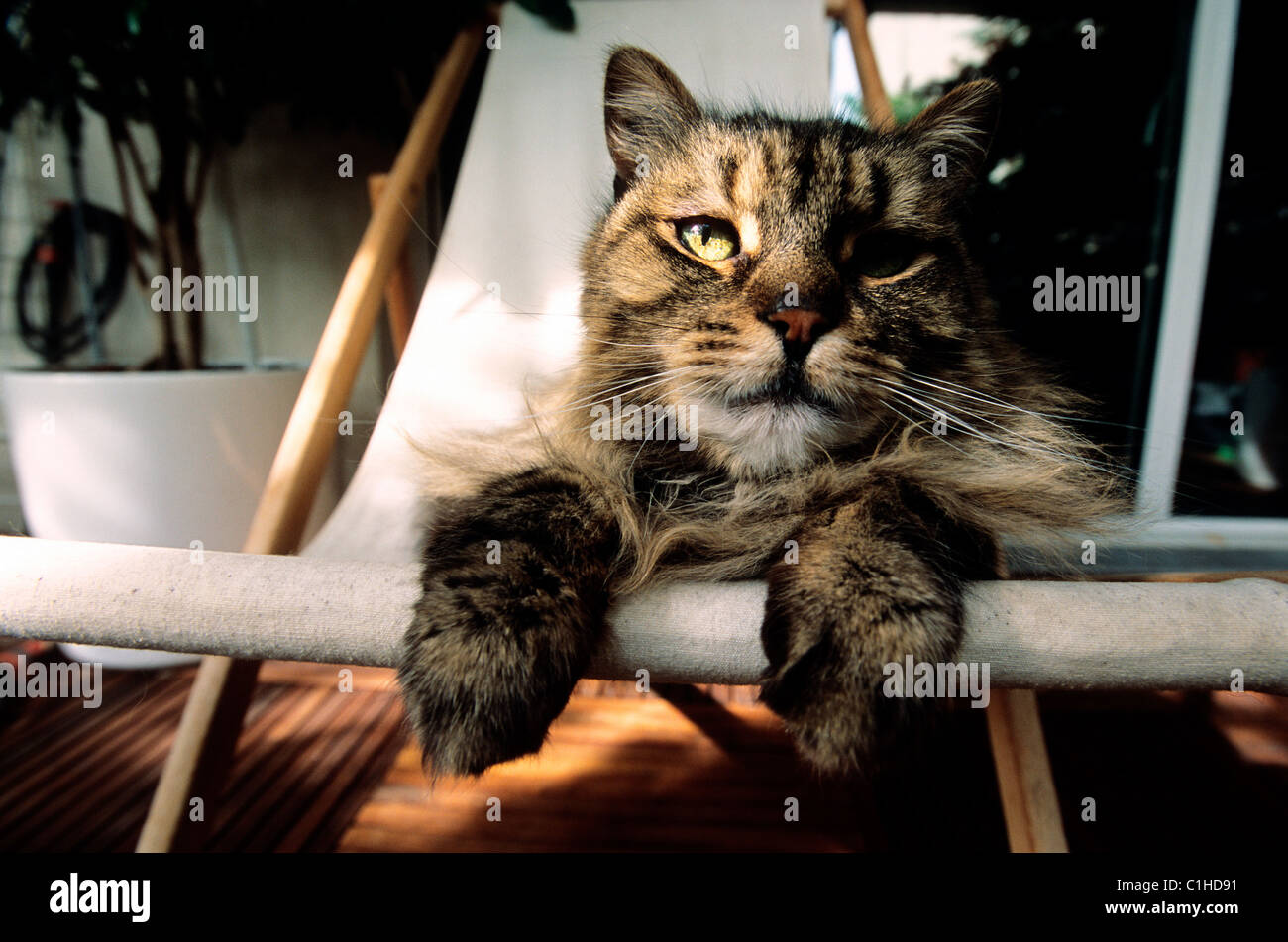 Francia, Parigi, Emile il gatto in appoggio in una sedia a sdraio Foto Stock