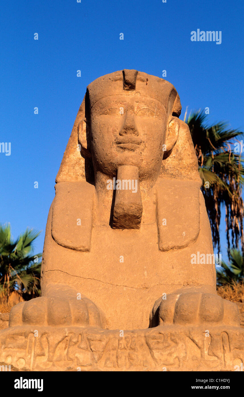 Egitto Luxor Sphinx alley davanti al tempio di Luxor Foto Stock