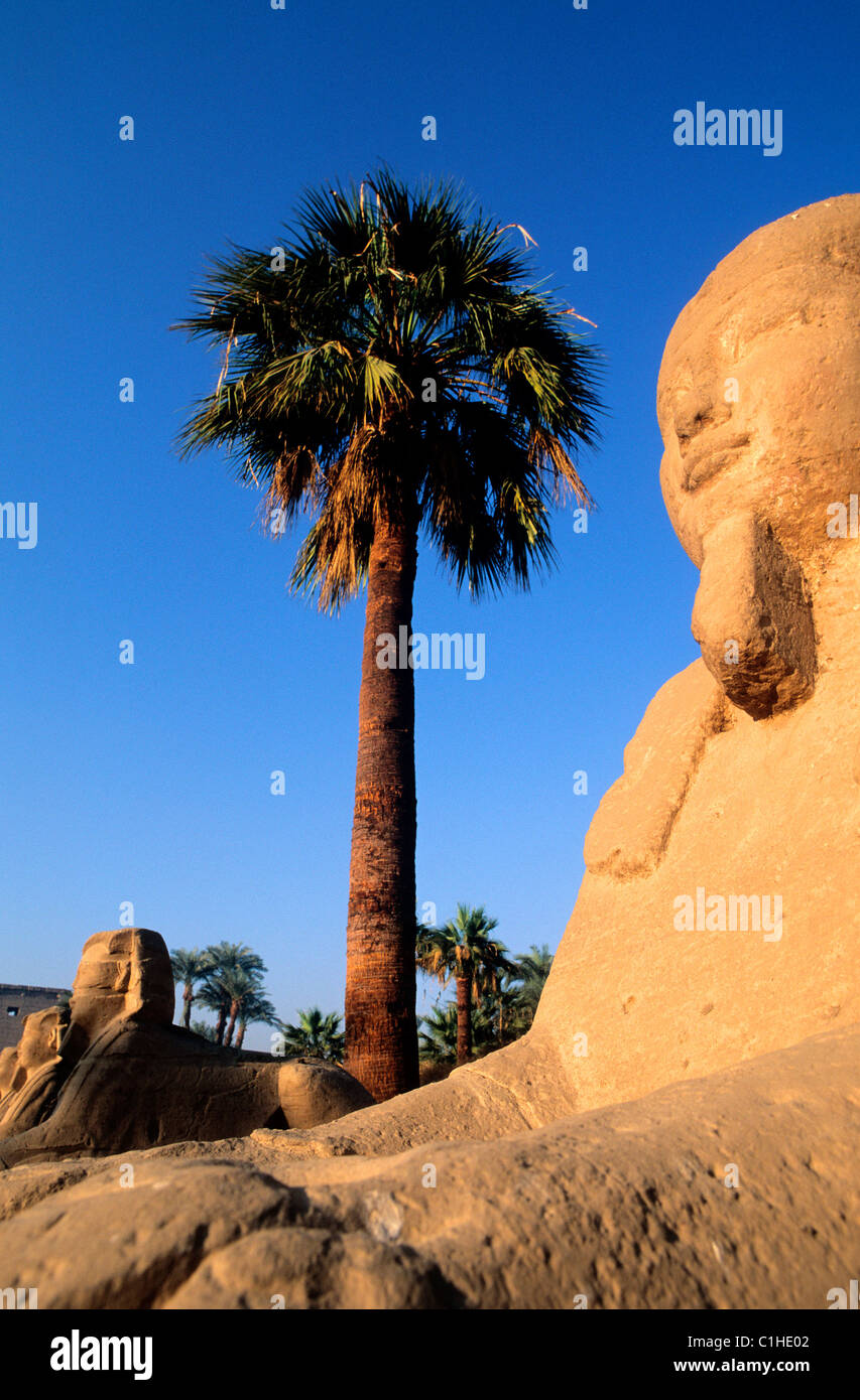 Egitto Luxor Sphinx alley davanti al tempio di Luxor Foto Stock