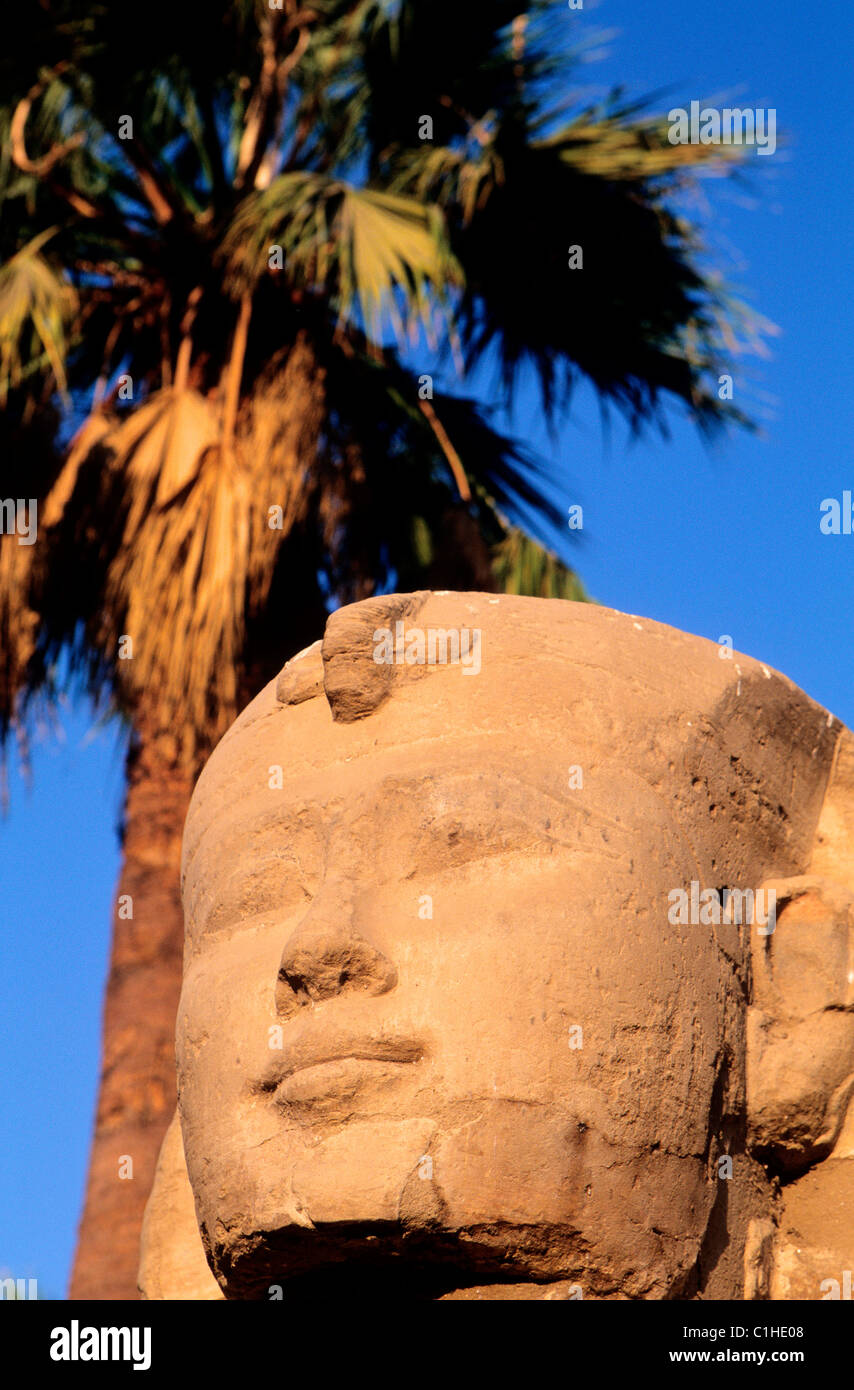Egitto Luxor Sphinx alley davanti al tempio di Luxor Foto Stock