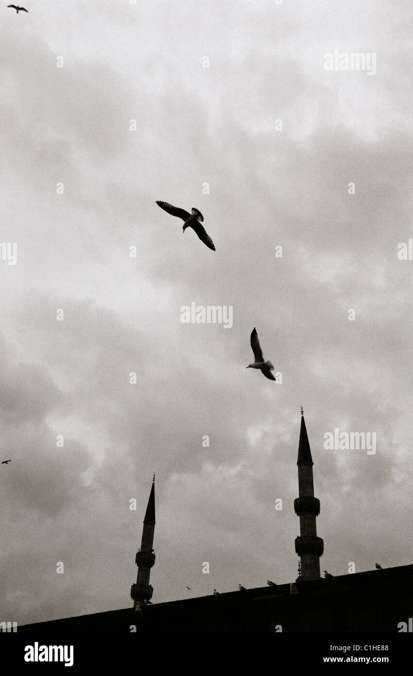 Ethereal bird in scena a Istanbul in Turchia nel Medio Oriente. Sky nuvole temporalesche nuvoloso Cloud spiritualità spirituale serenità Meteo uccelli viaggi di volo Foto Stock