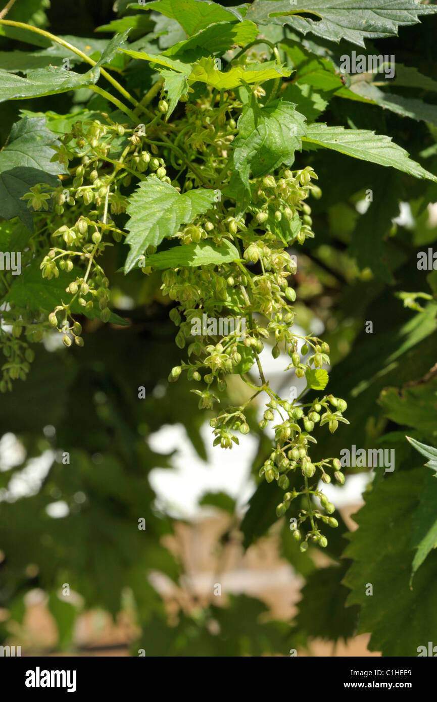 Fiori di luppolo, humulus lupulus Foto Stock Fiori di luppolo, humulus lupulus Foto Stock