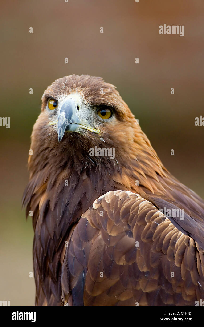 Aquila reale Aquila chrysaetos close up prese in condizioni controllate Foto Stock