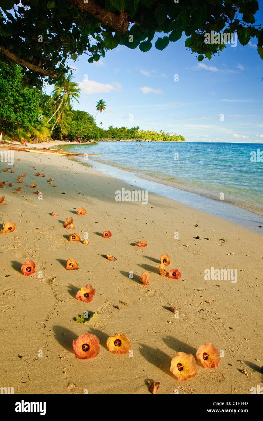 Spiaggia tropicale in Polinesia francese Foto Stock