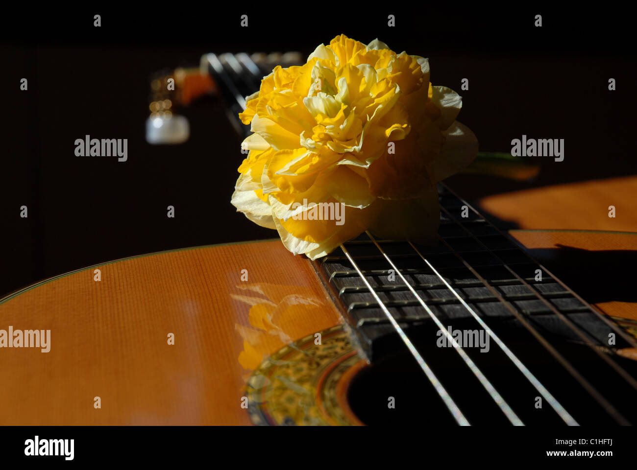 La chitarra classica & daffodil fiore Foto Stock