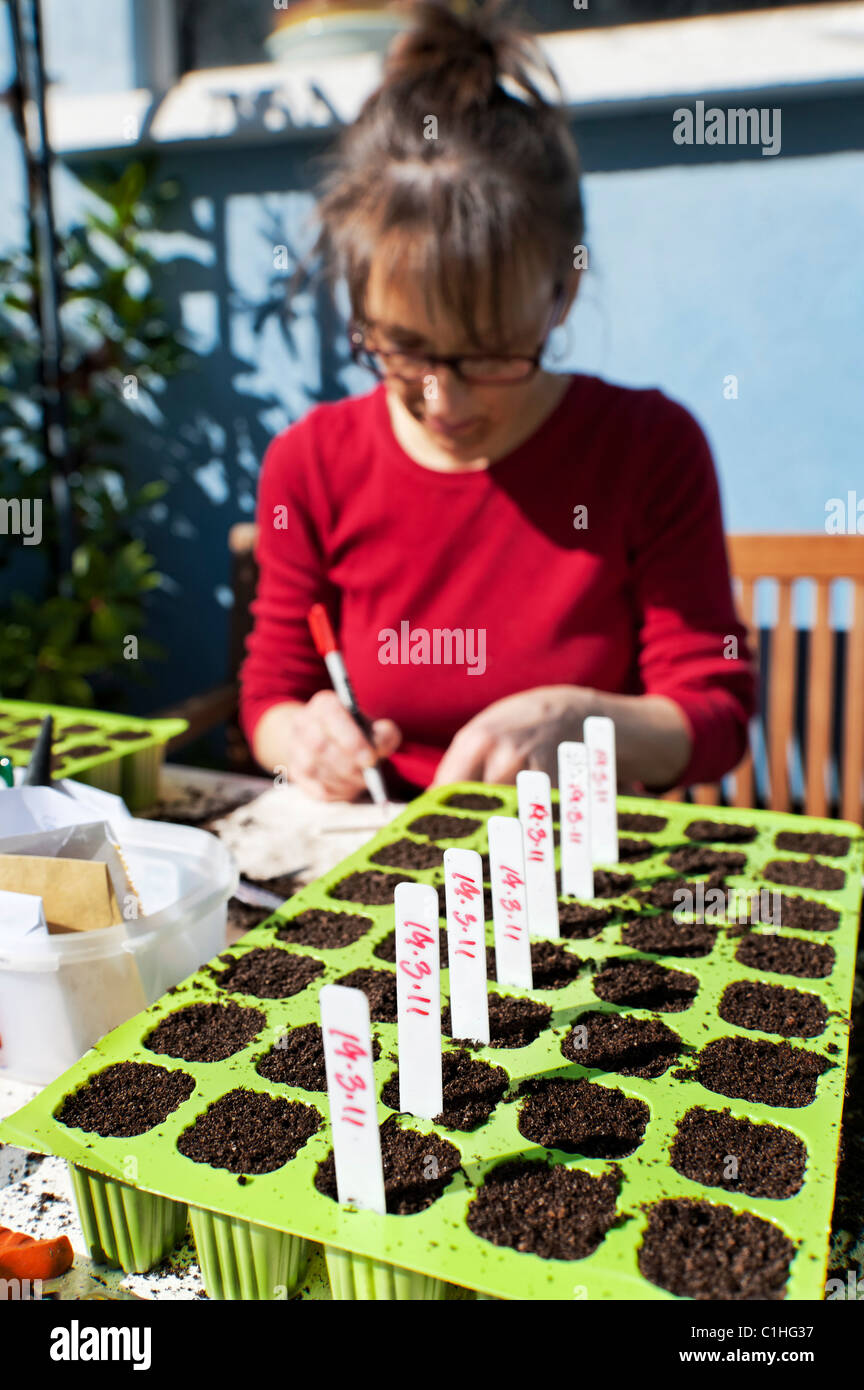 Donna di piantare il seme in vassoi in country garden Foto Stock