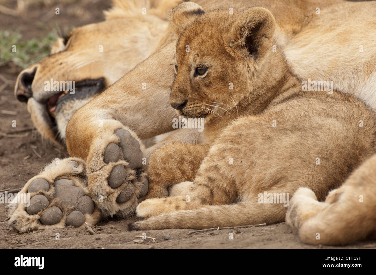 Fotografia di stock di un piccolo LION CUB rannicchiato nella sicurezza della sua mamma del zampe. Foto Stock